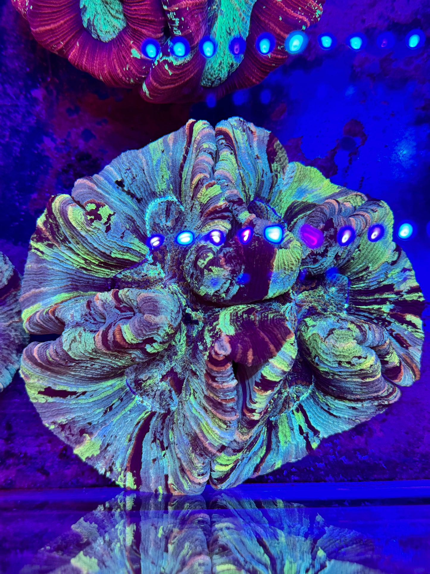 Sold XXXL Wellsophyllia Brain Coral