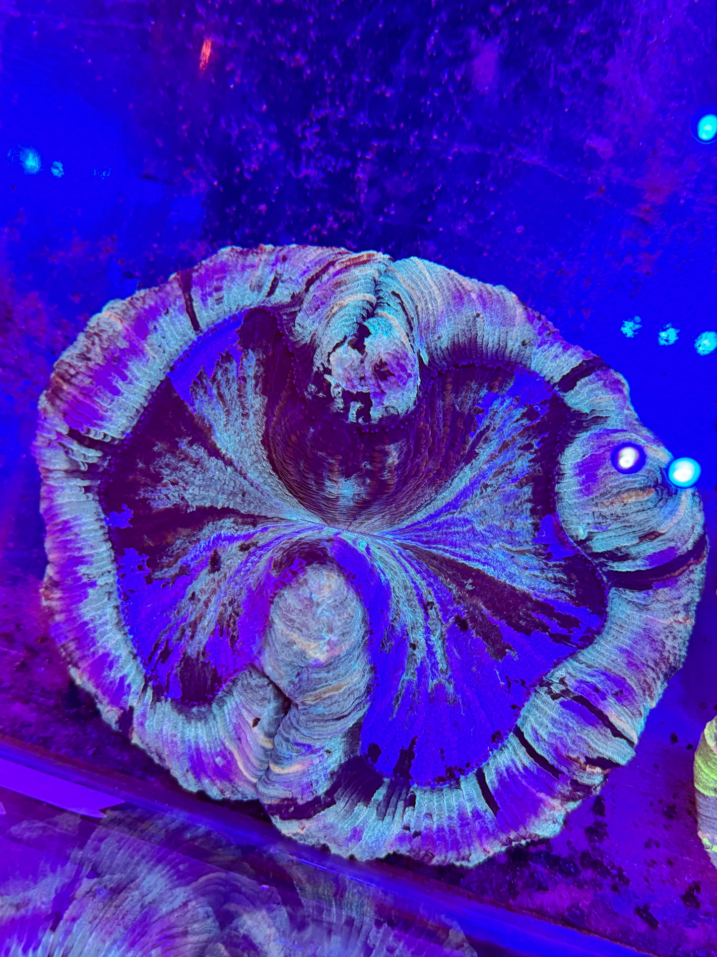 Sold XXL Wellsophyllia Brain Coral