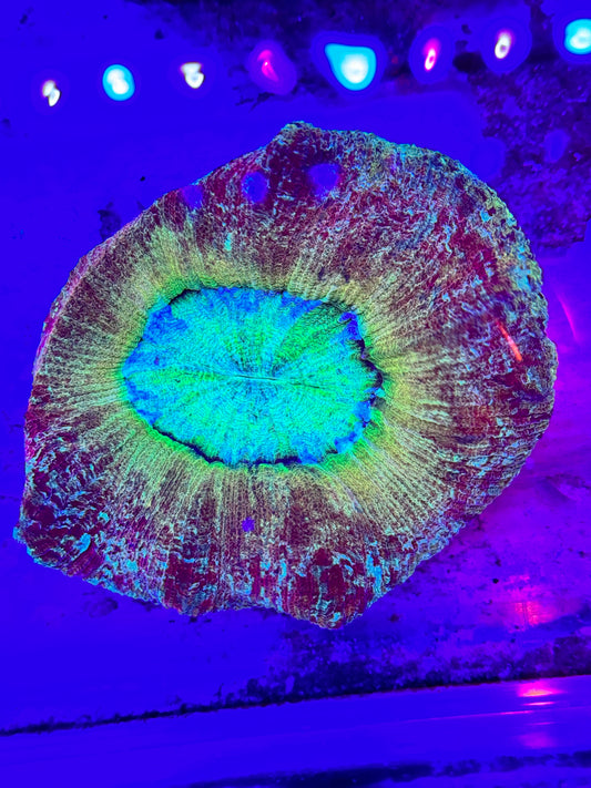 Sold Sunrise Wellsophyllia Brain Coral