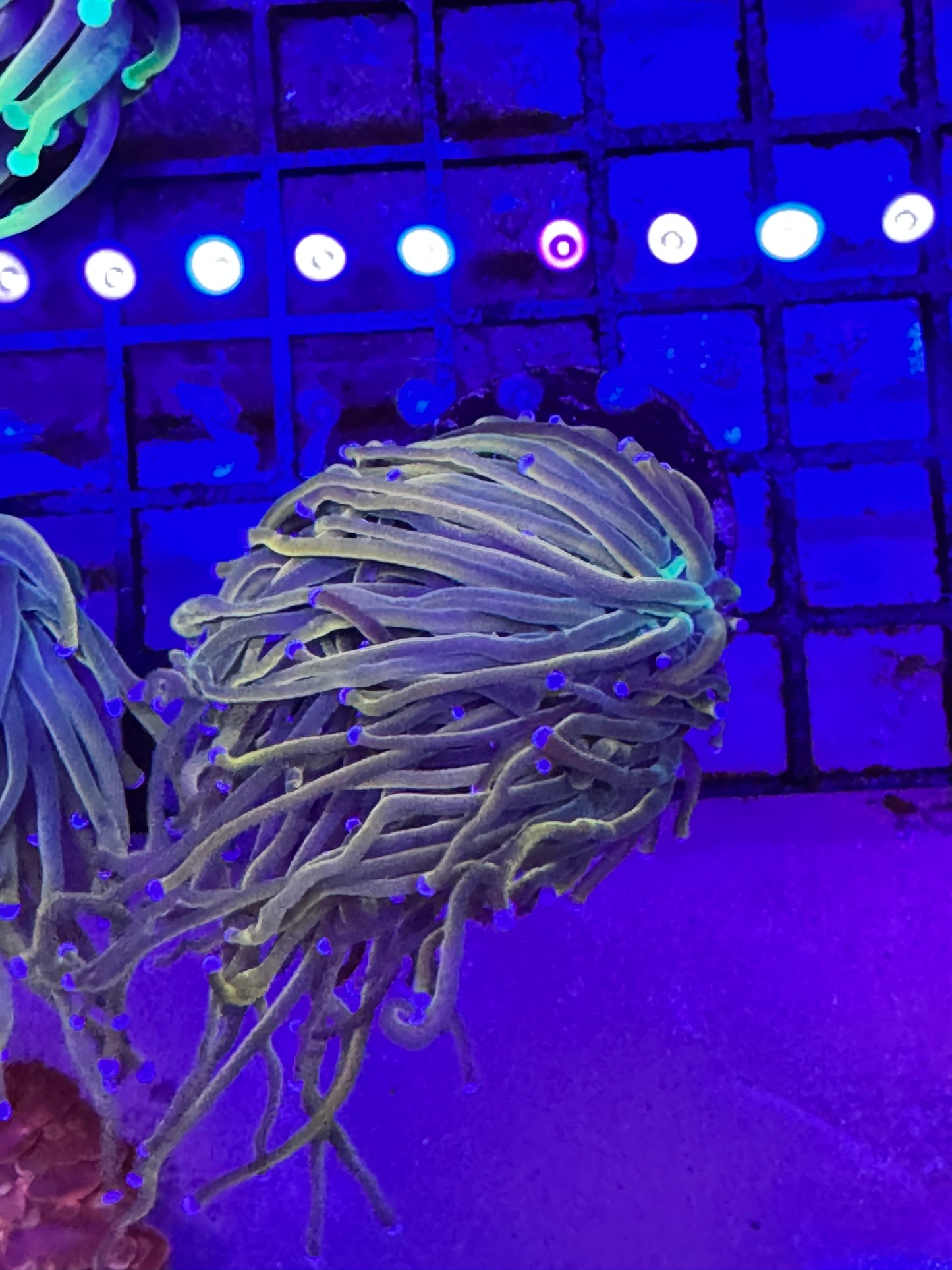 Sold Grail Variant Torch