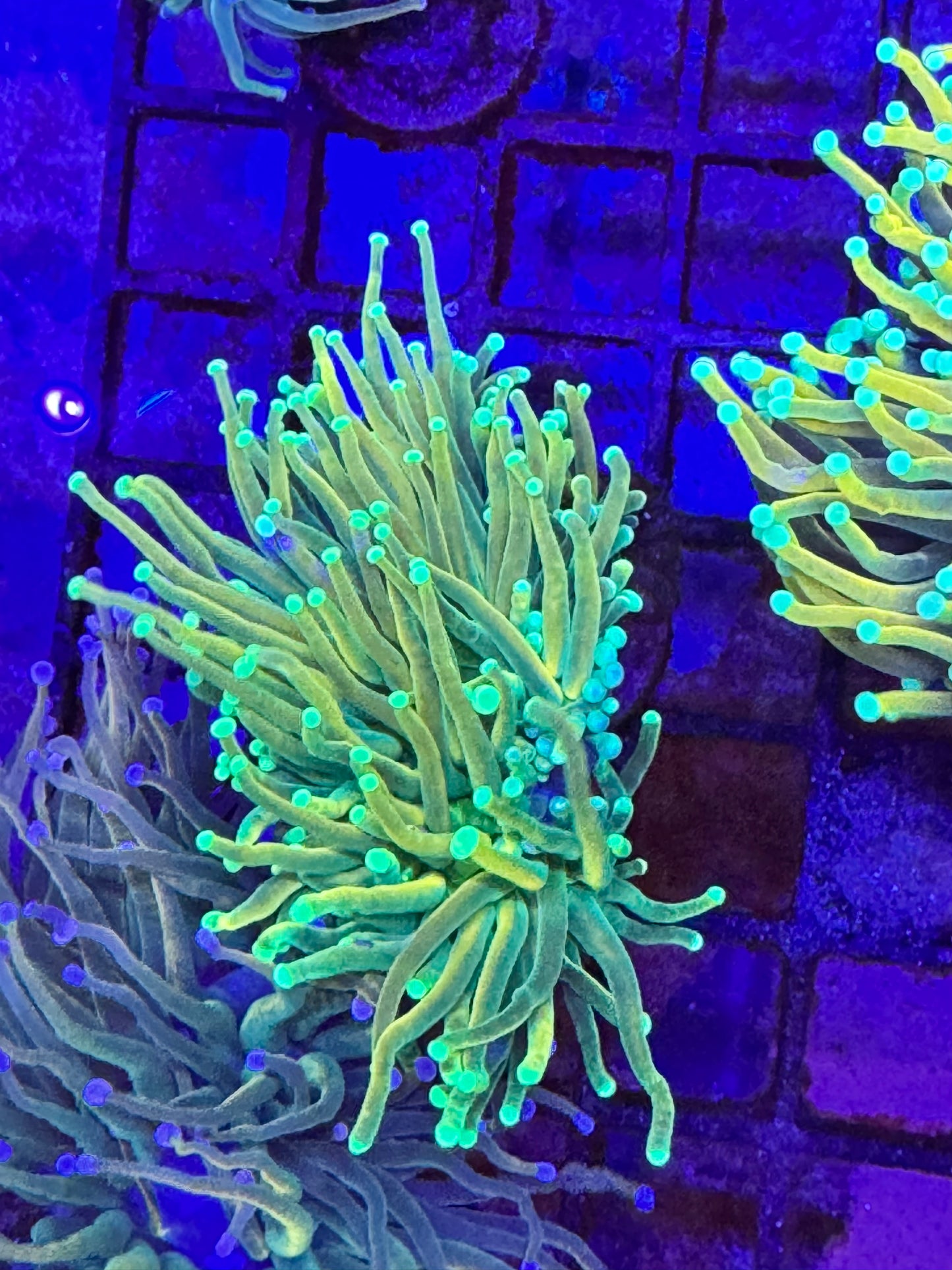 Sold Grail Variant 2 Heads