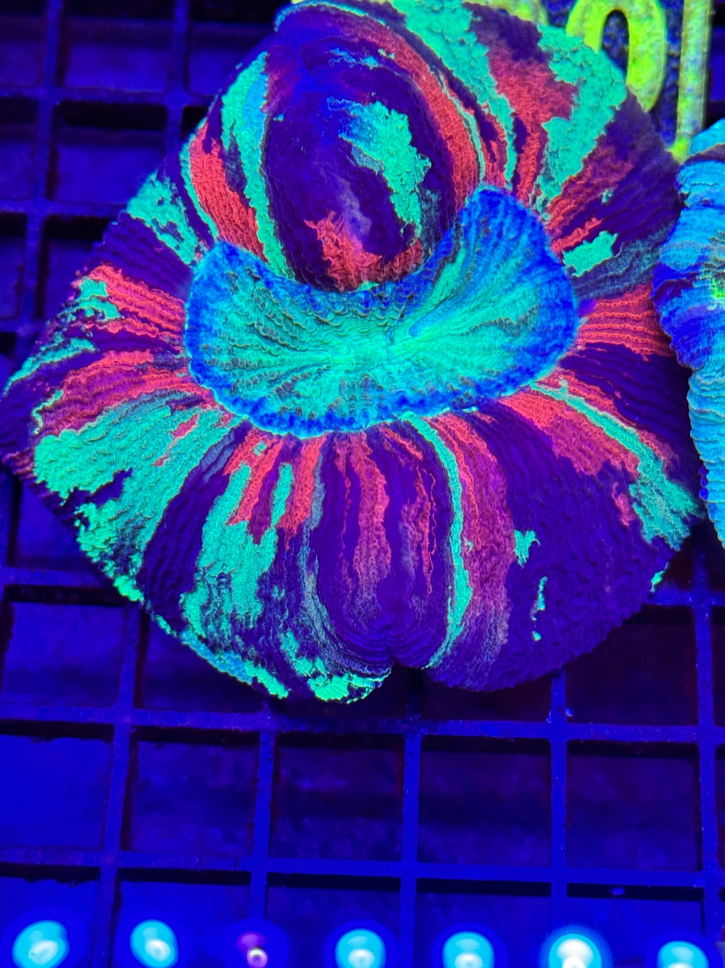 Sold Wellsophyllia Brain Coral
