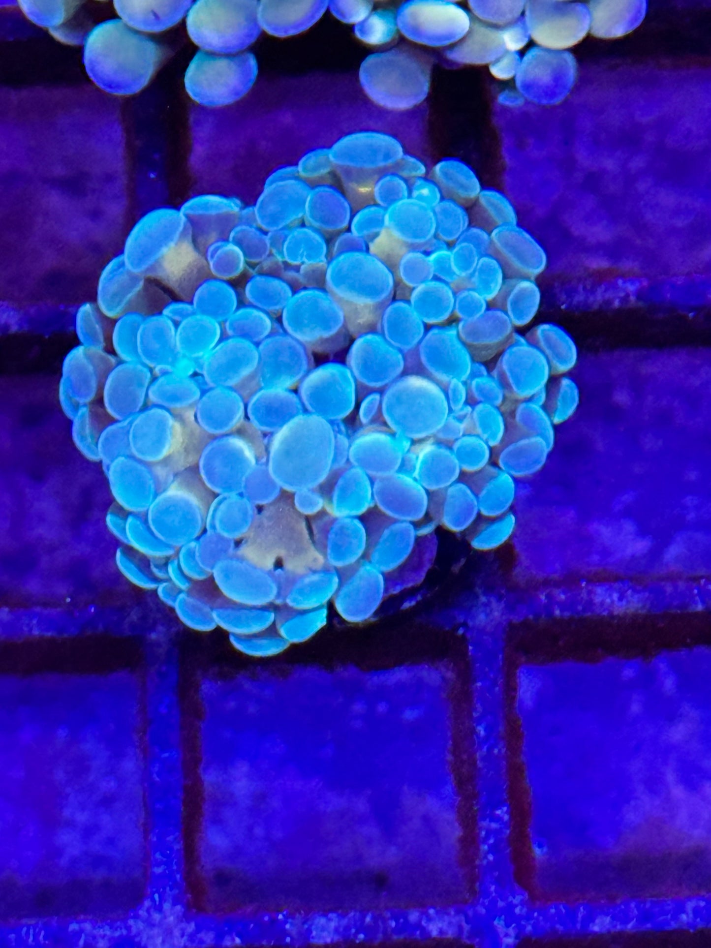 Sold Gold Stem Branching Hammer