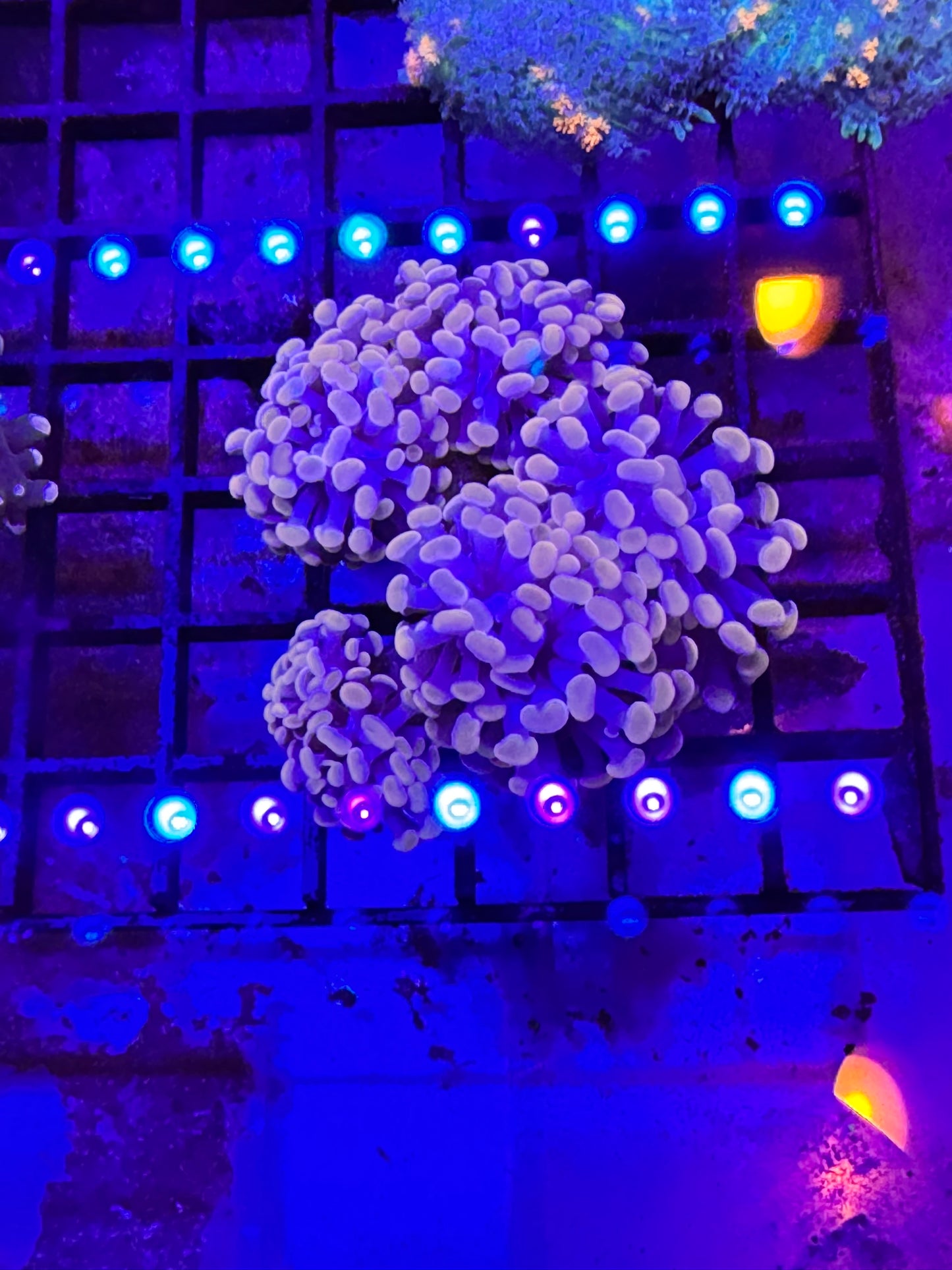 Sold Pink Branching hammer 5+ heads