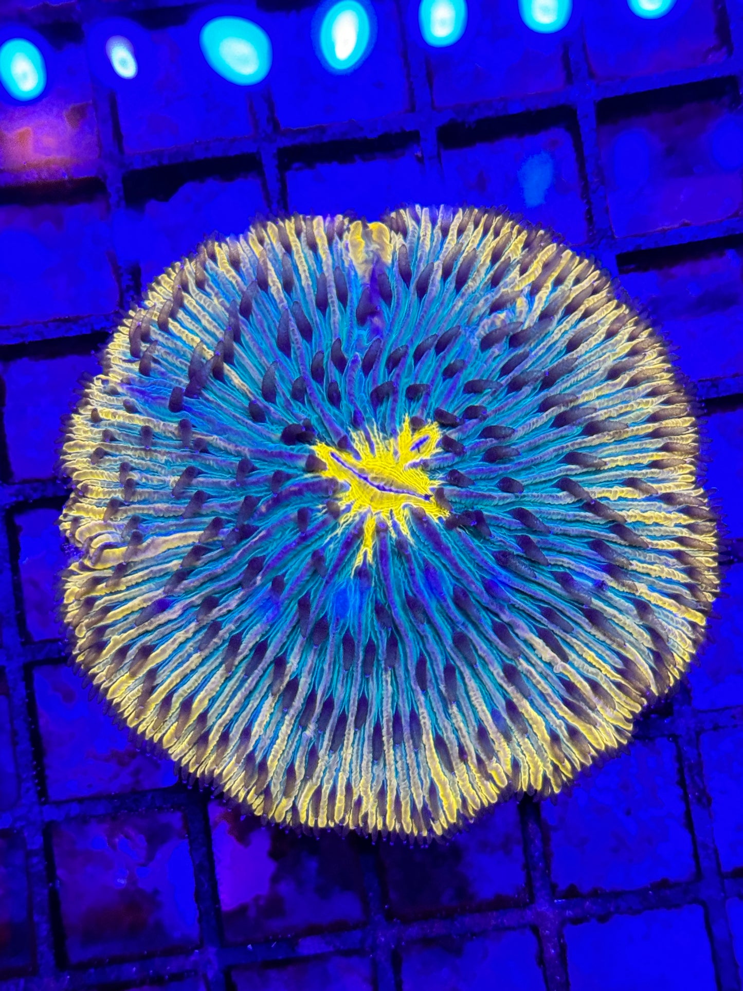 Sold Orange Fungia Plate