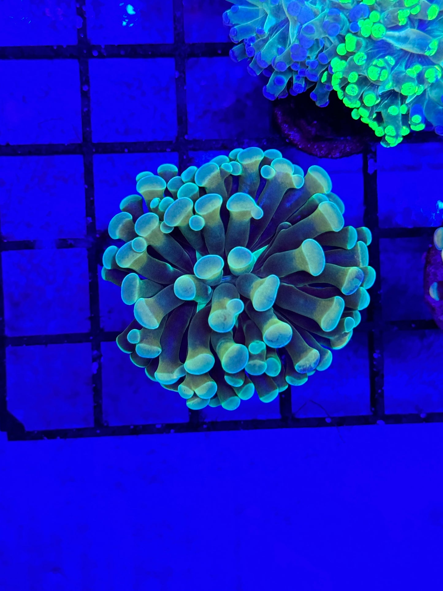 Sold Branching Hammer