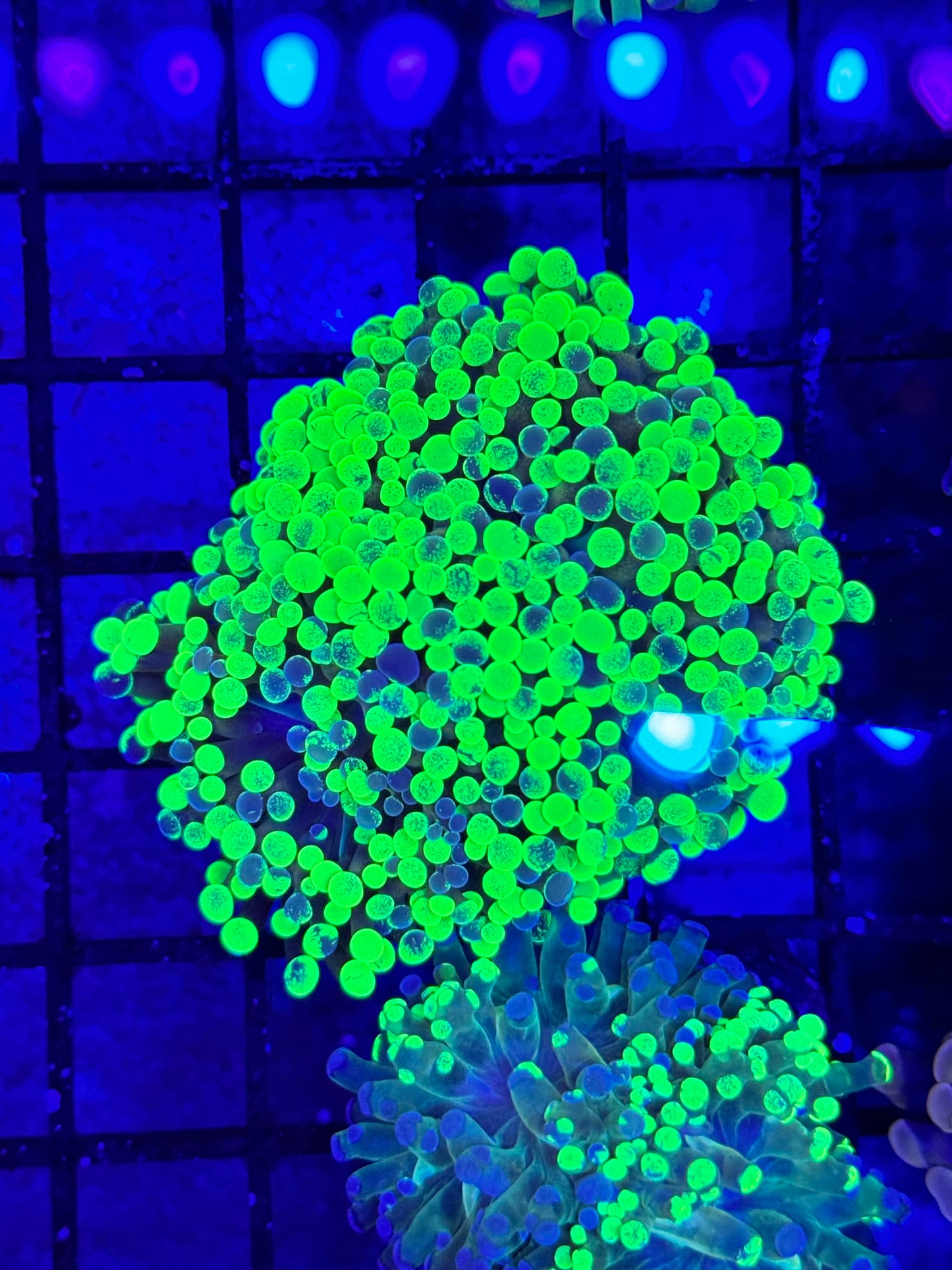 Sold Splatter "Frammer"