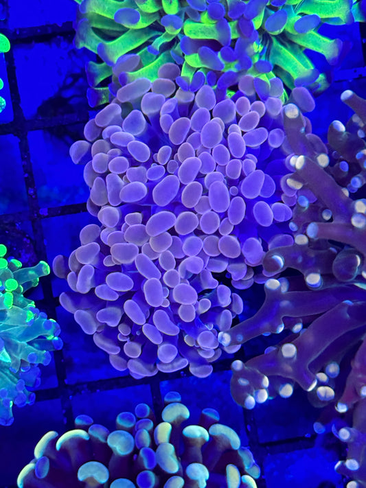 Sold Rose Color Branching Hammer 2 Heads