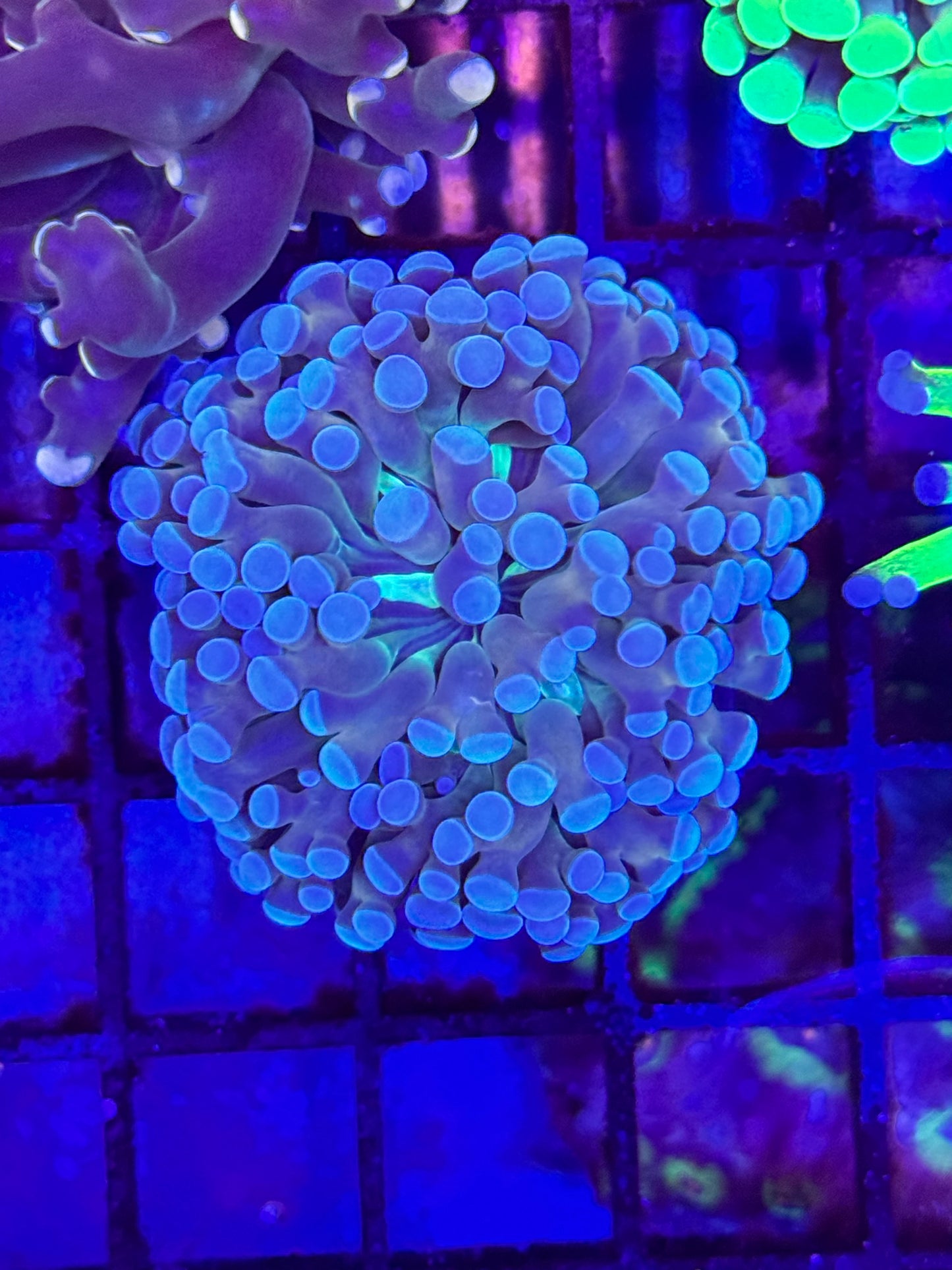 Sold Blue Tip, Green Mouth, Gold Stem Branching Hammer