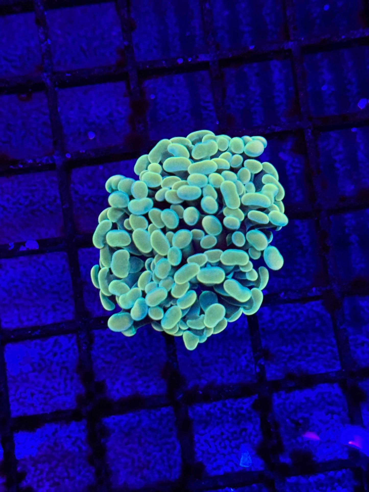 Sold Indo Gold Branching Hammer