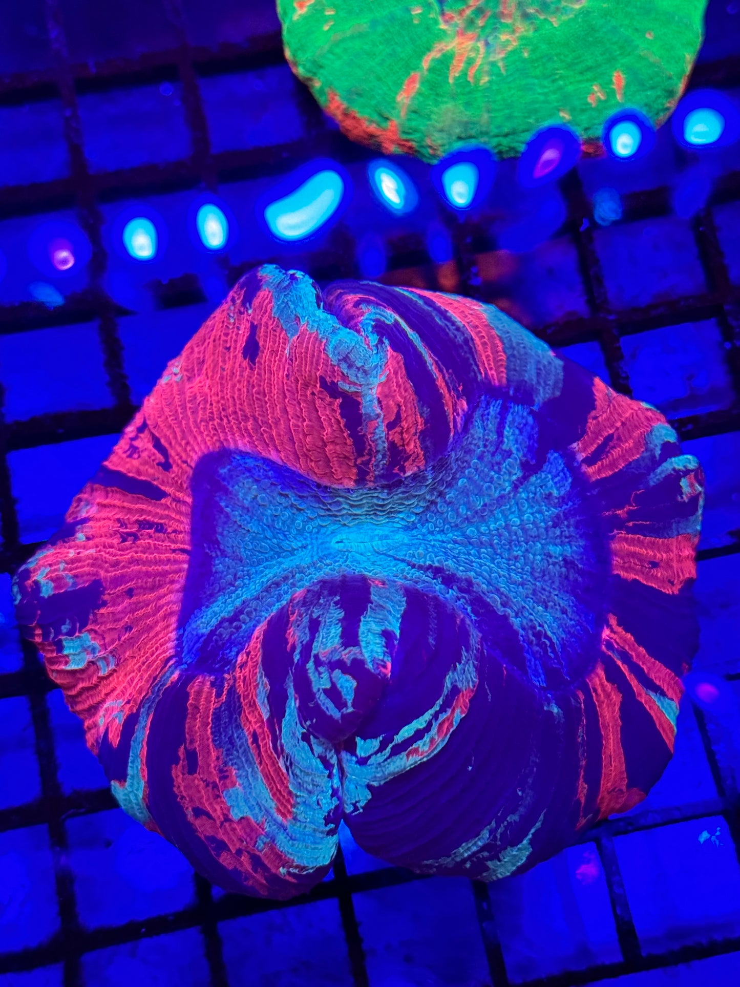 Sold Paint Splatter Wellsophyllia