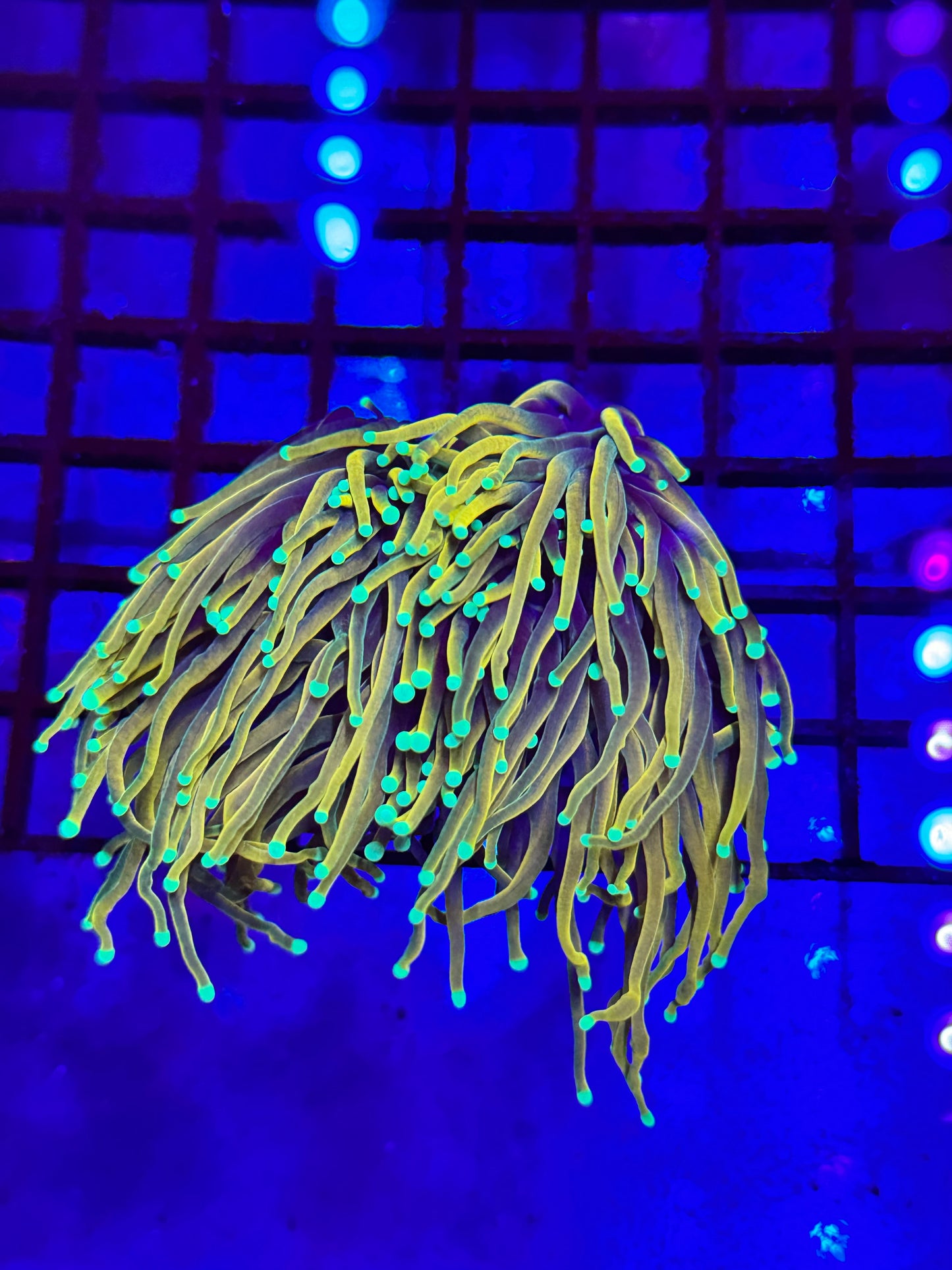 Sold 2 Splitting To 4 Head Indo Gold Torch