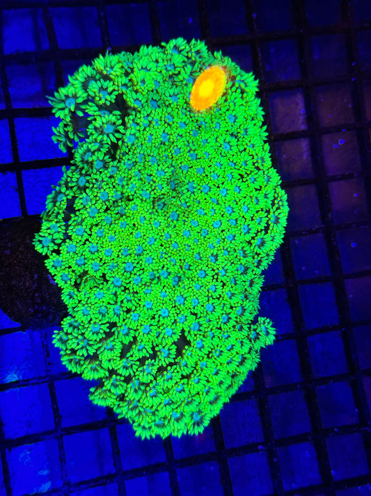 Sold Neon Green Blue Mouth Goni Colony