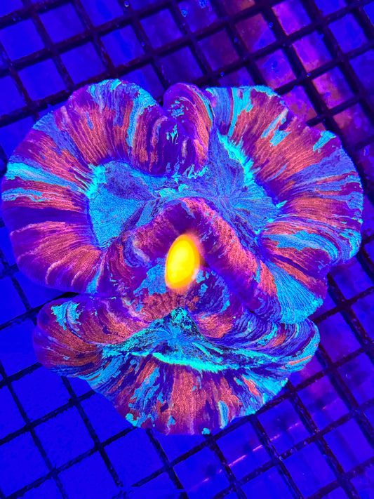 Sold Double Headed Unique Wellsophyllia