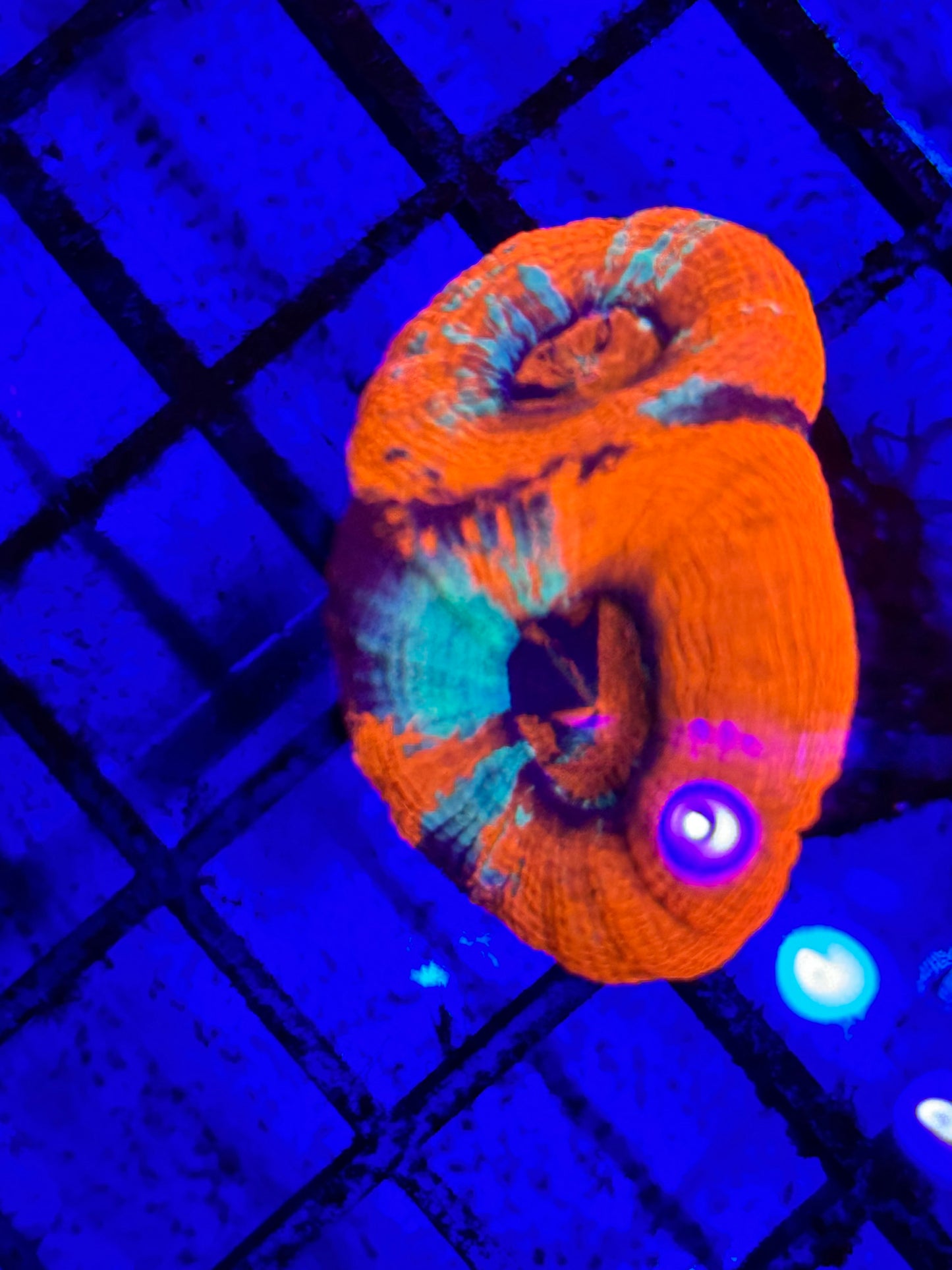 Sold Warpaint Bowerbanki