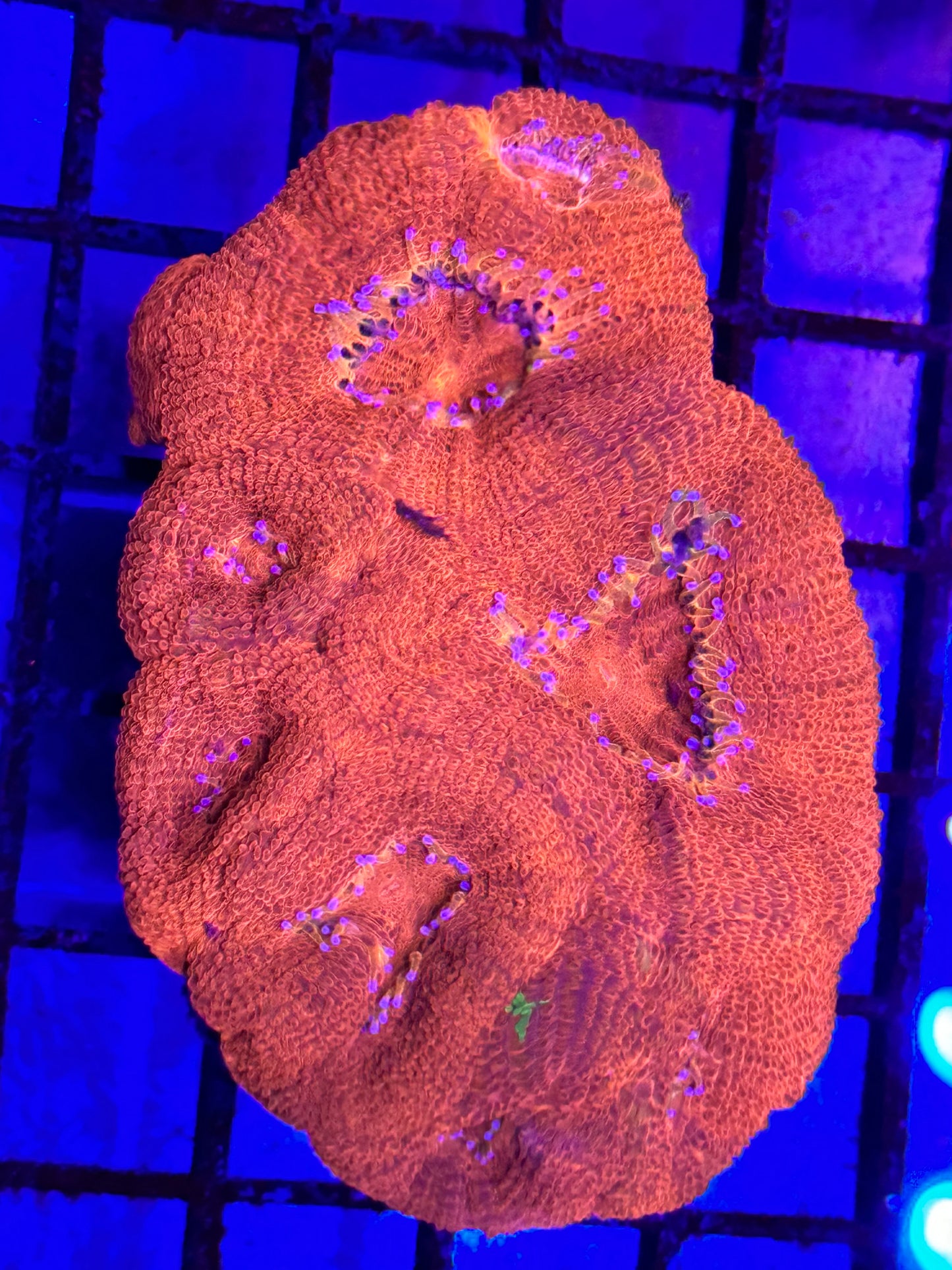Sold Bleeding Apple Bowerbanki Mini Colony
