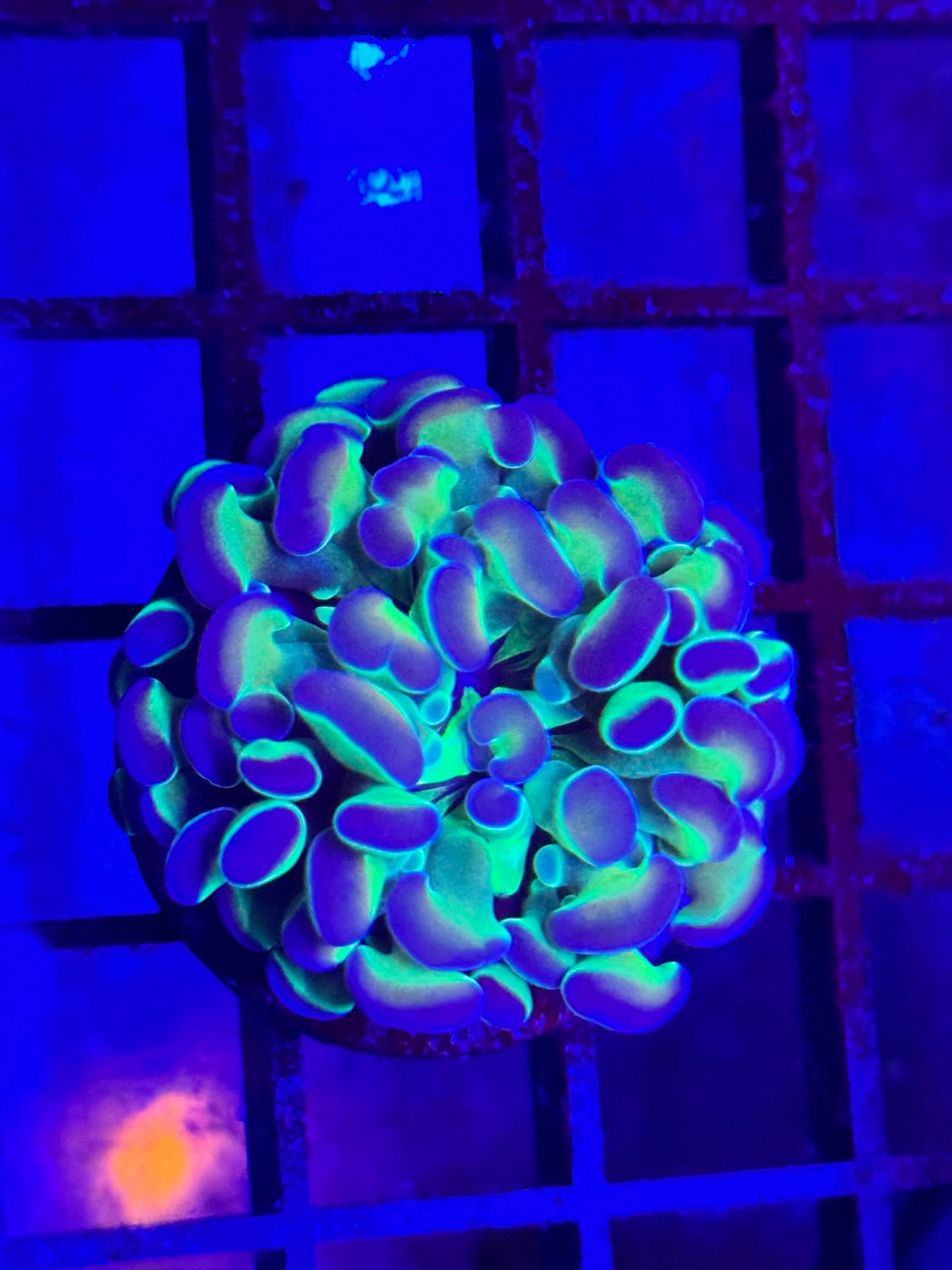 Sold Hologram Branching Hammer