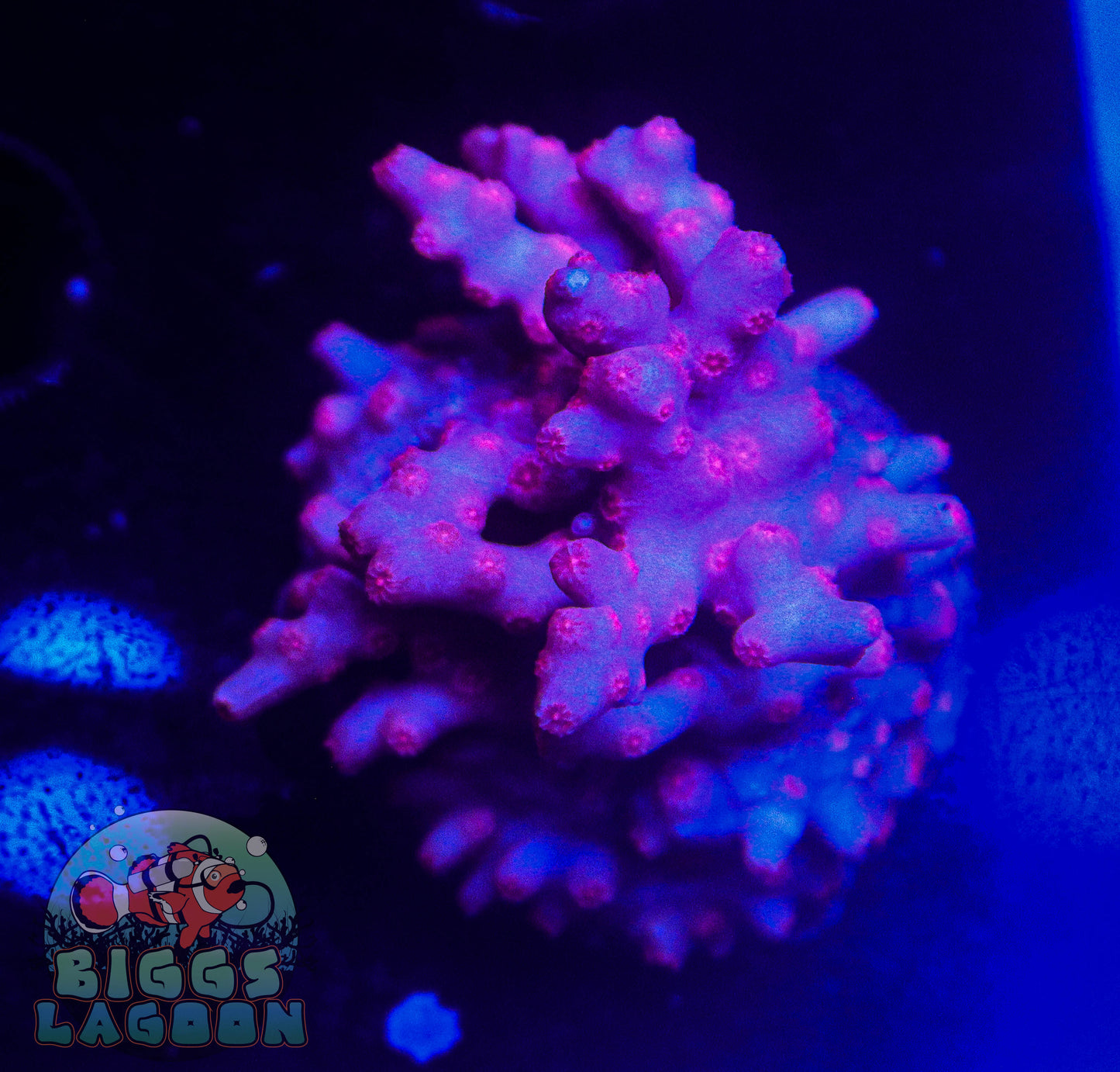 Sold!! Branching Purple & Pink Cyphastrea