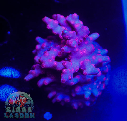 Sold!! Branching Purple & Pink Cyphastrea