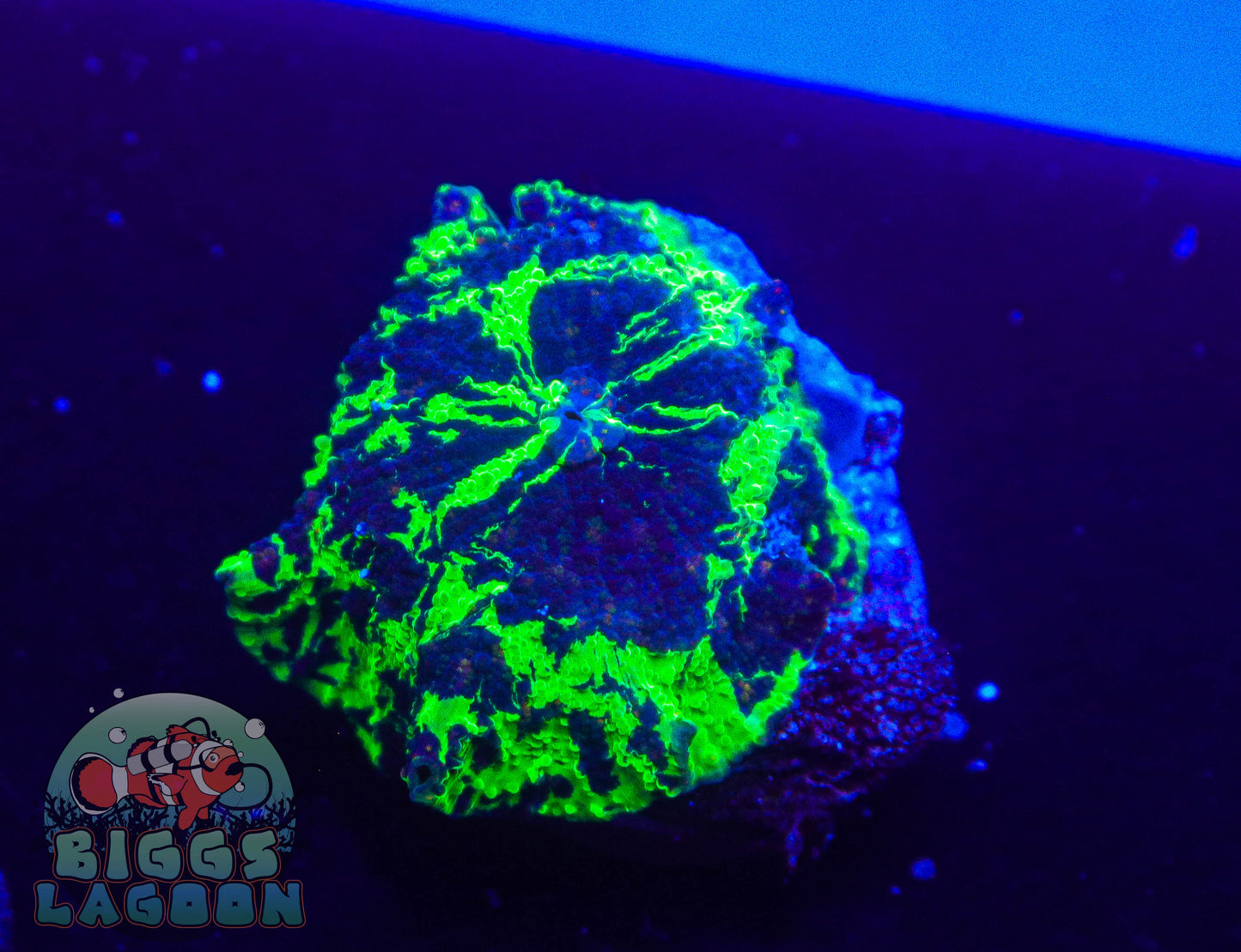 Sold!!! Kryptonite Jawbreaker Mushroom