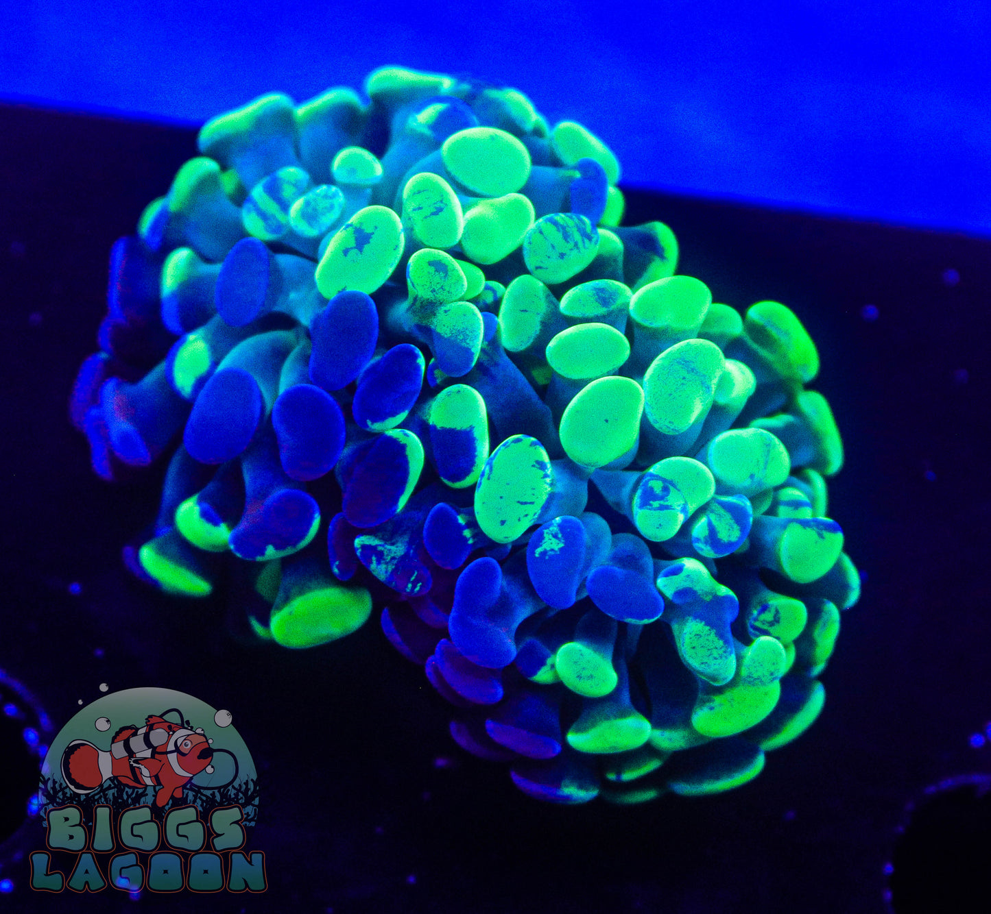 Sold 2 Heads Splatter Branching Hammer