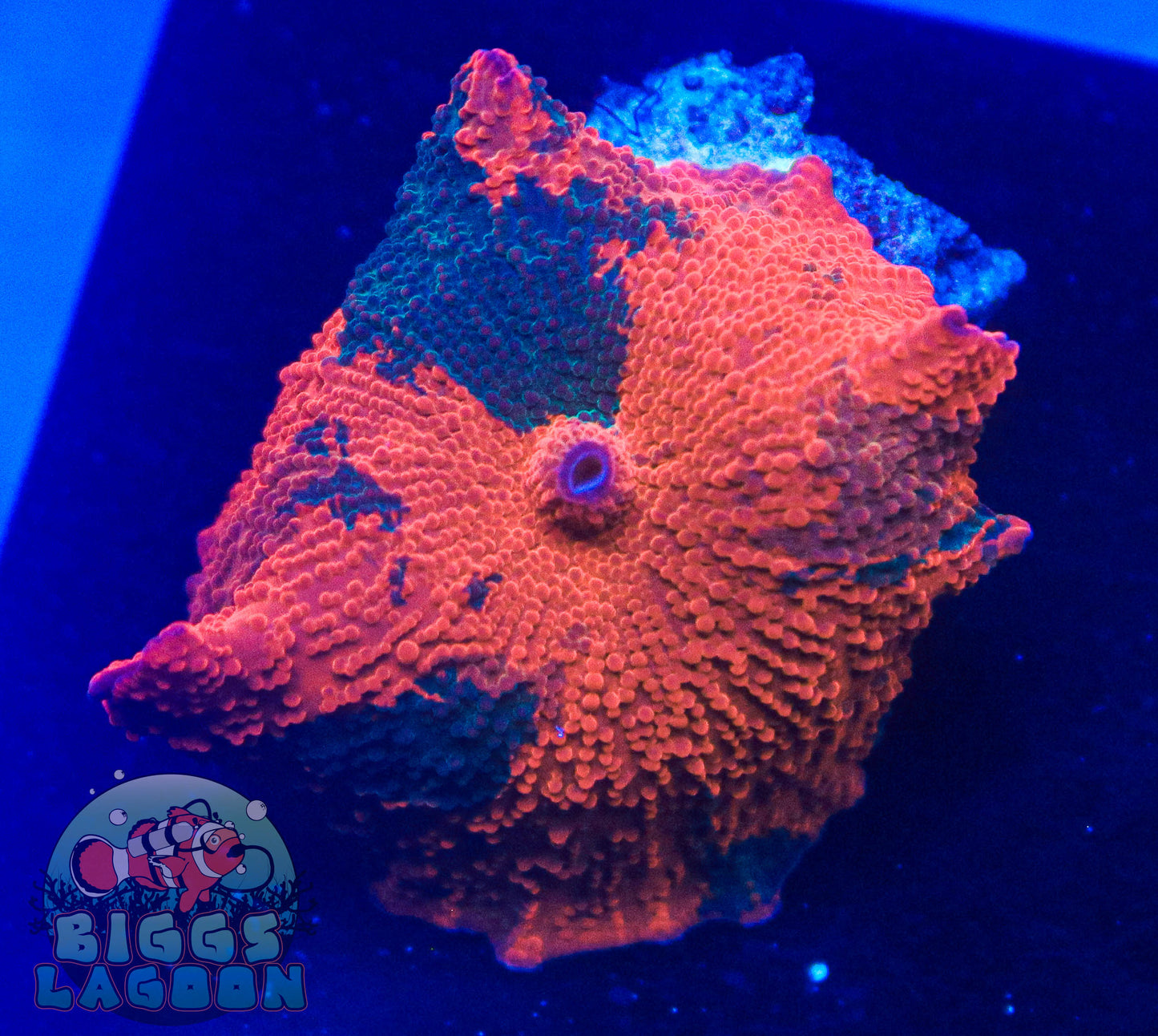 Sold!!! Candy Crush Jawbreaker Mushroom