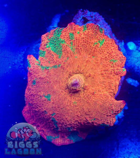 Sold!!!!! Candy Crush Jawbreaker Mushroom