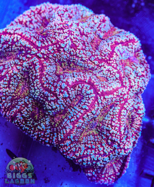 Mind Blowing Lobo Brain (Lobophyllia hemprichii)