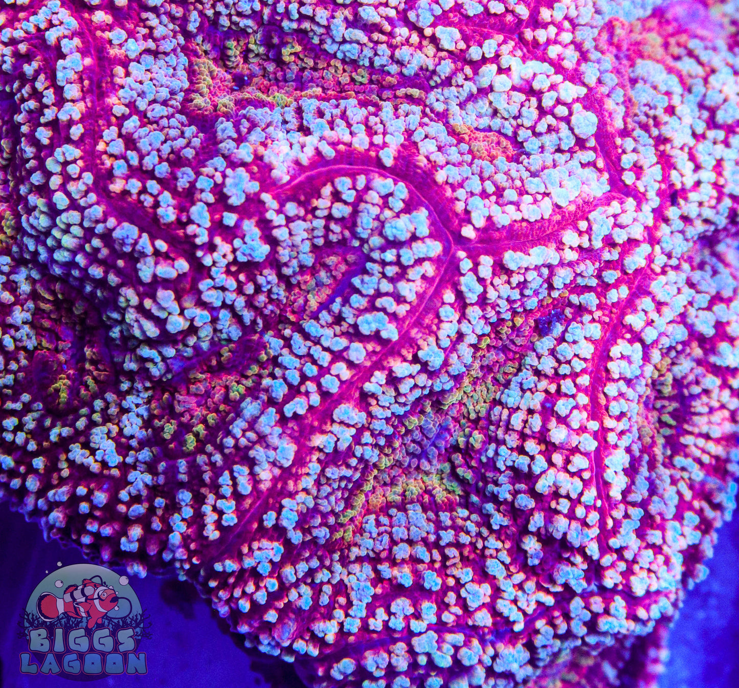 Mind Blowing Lobo Brain (Lobophyllia hemprichii)