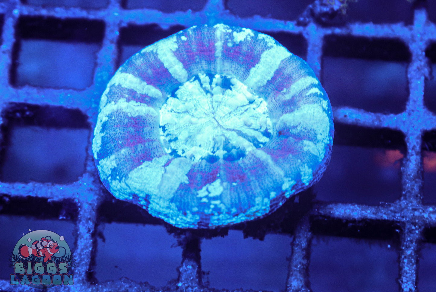 Sold Scolymia Coral