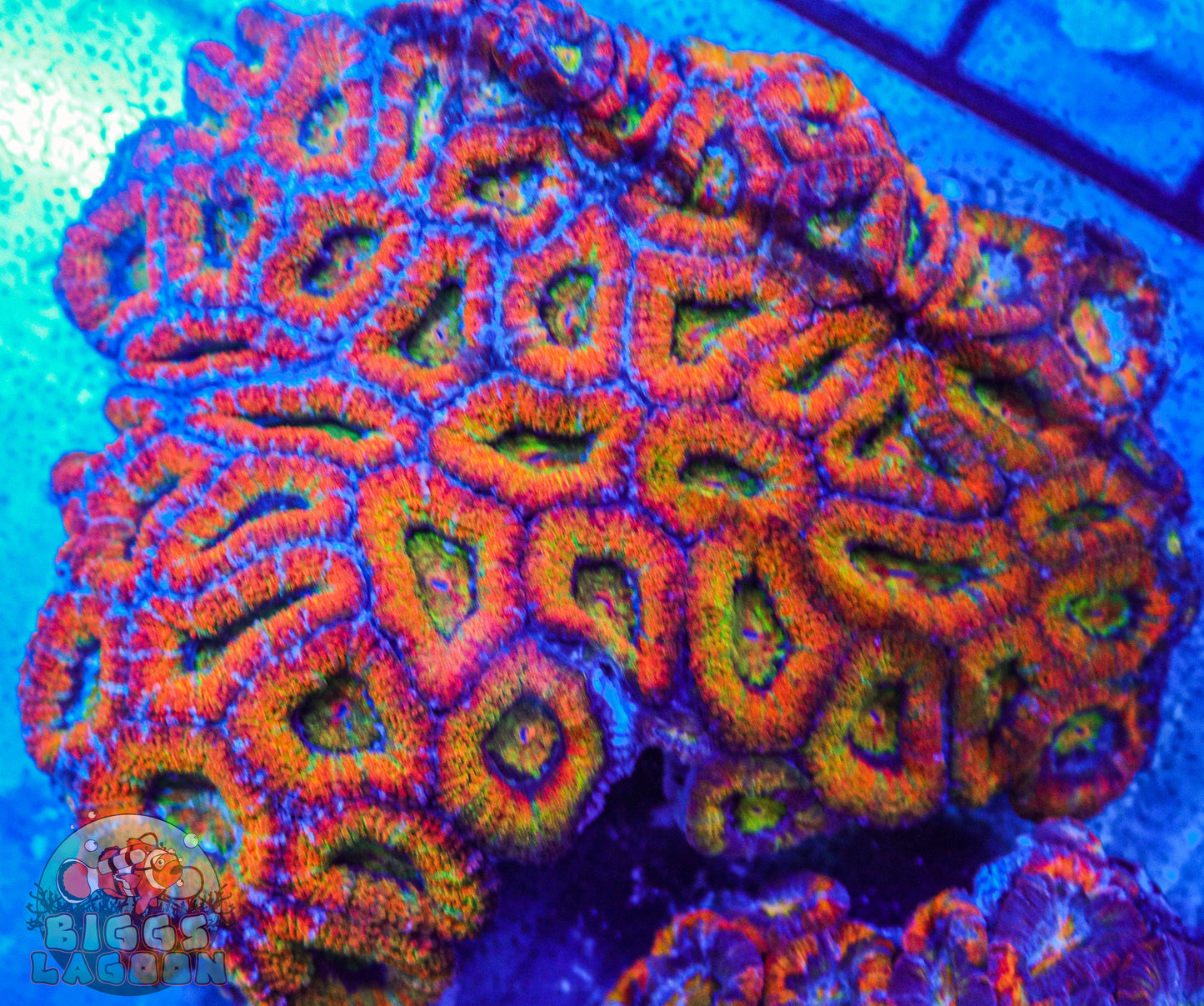 Sold Acan Rainbow Colony