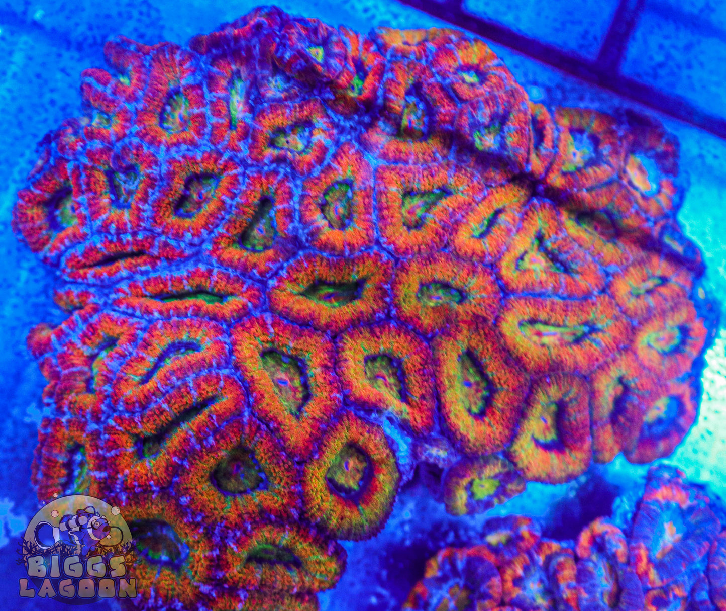Sold Acan Rainbow Colony