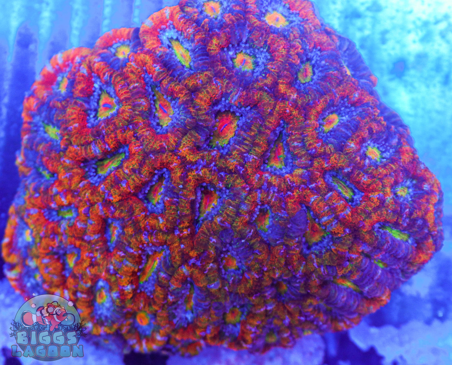 Sold Acan Rainbow Colony