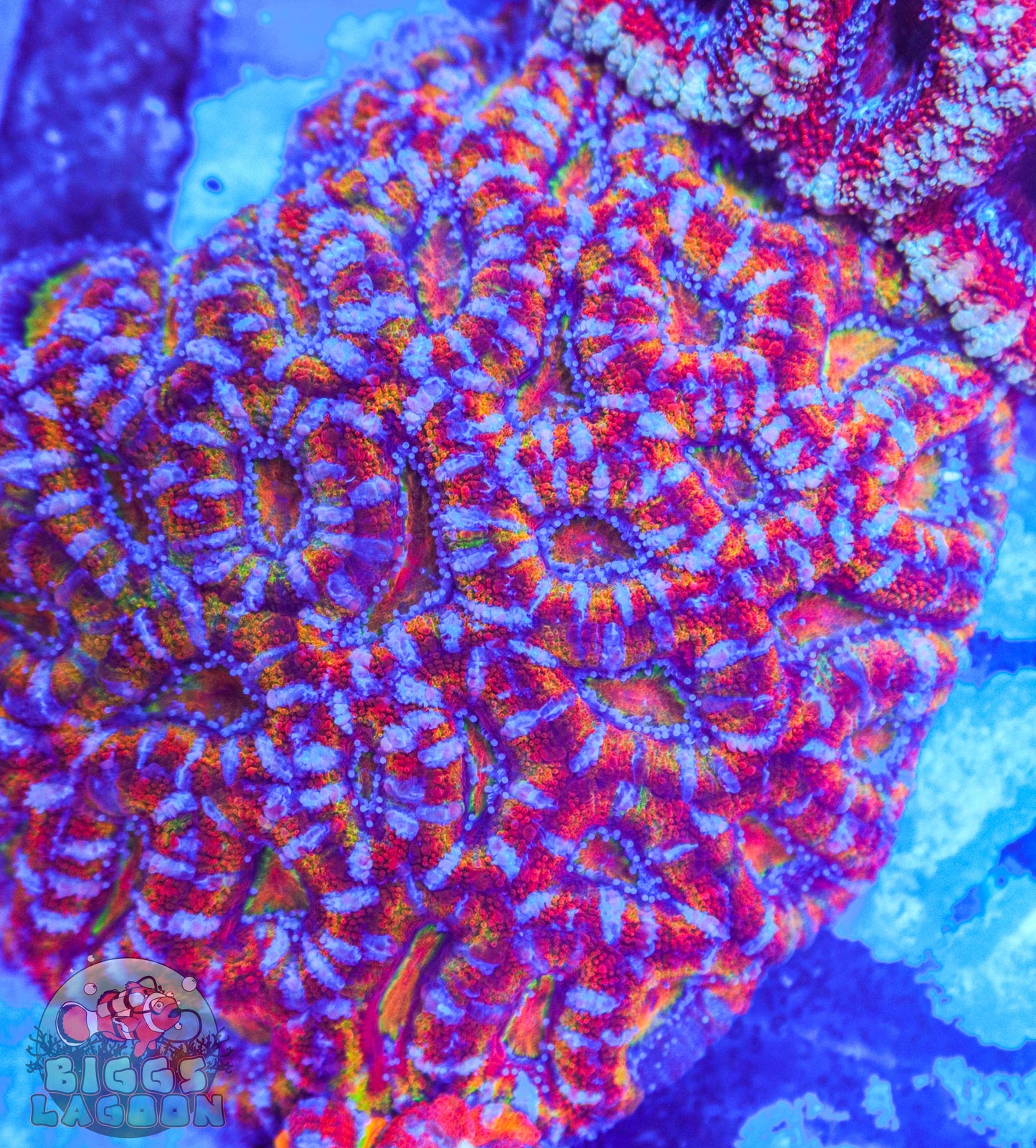Sold Acan Rainbow Colony