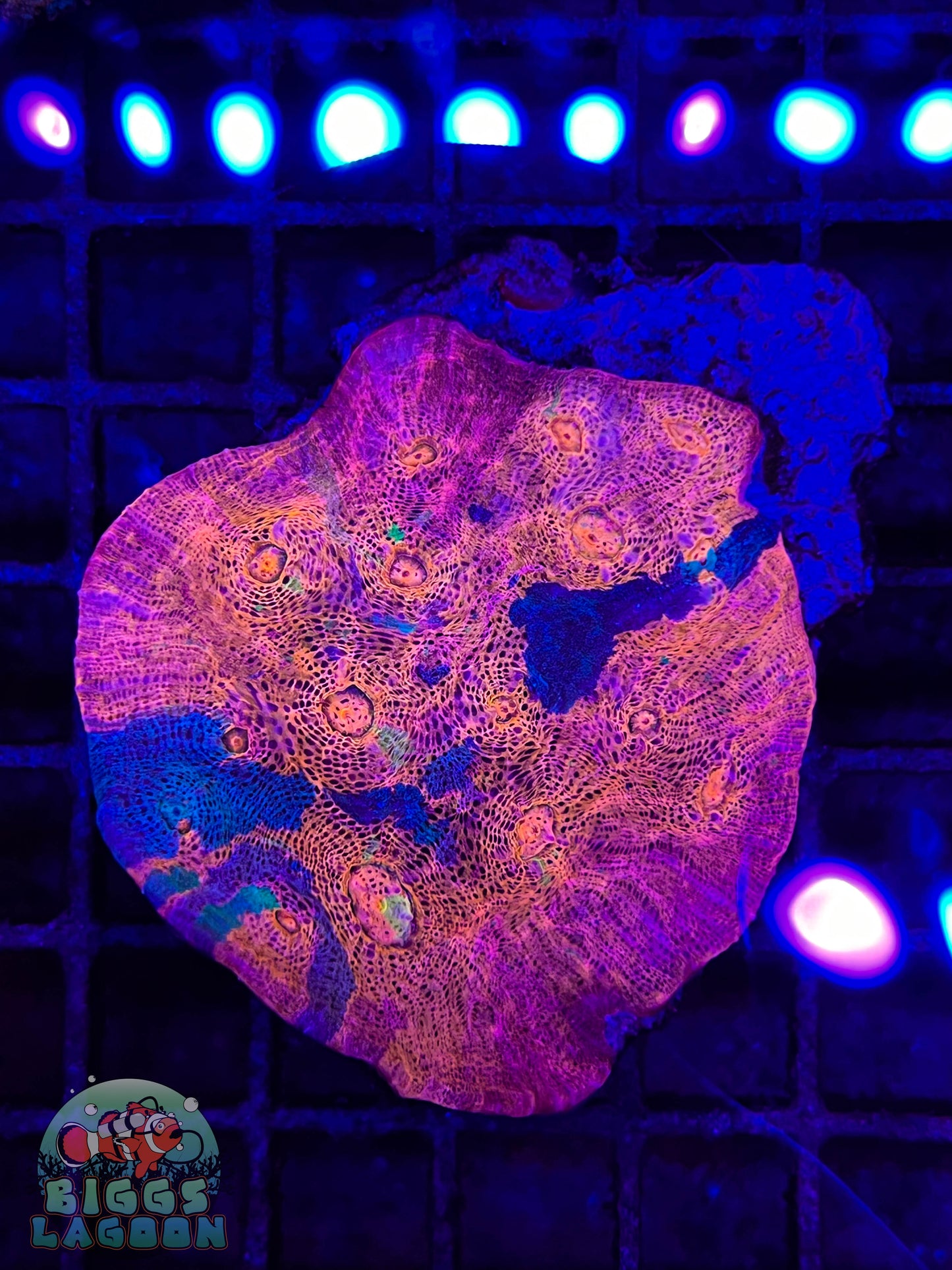 Sold!!!!! Rainbow Chalice