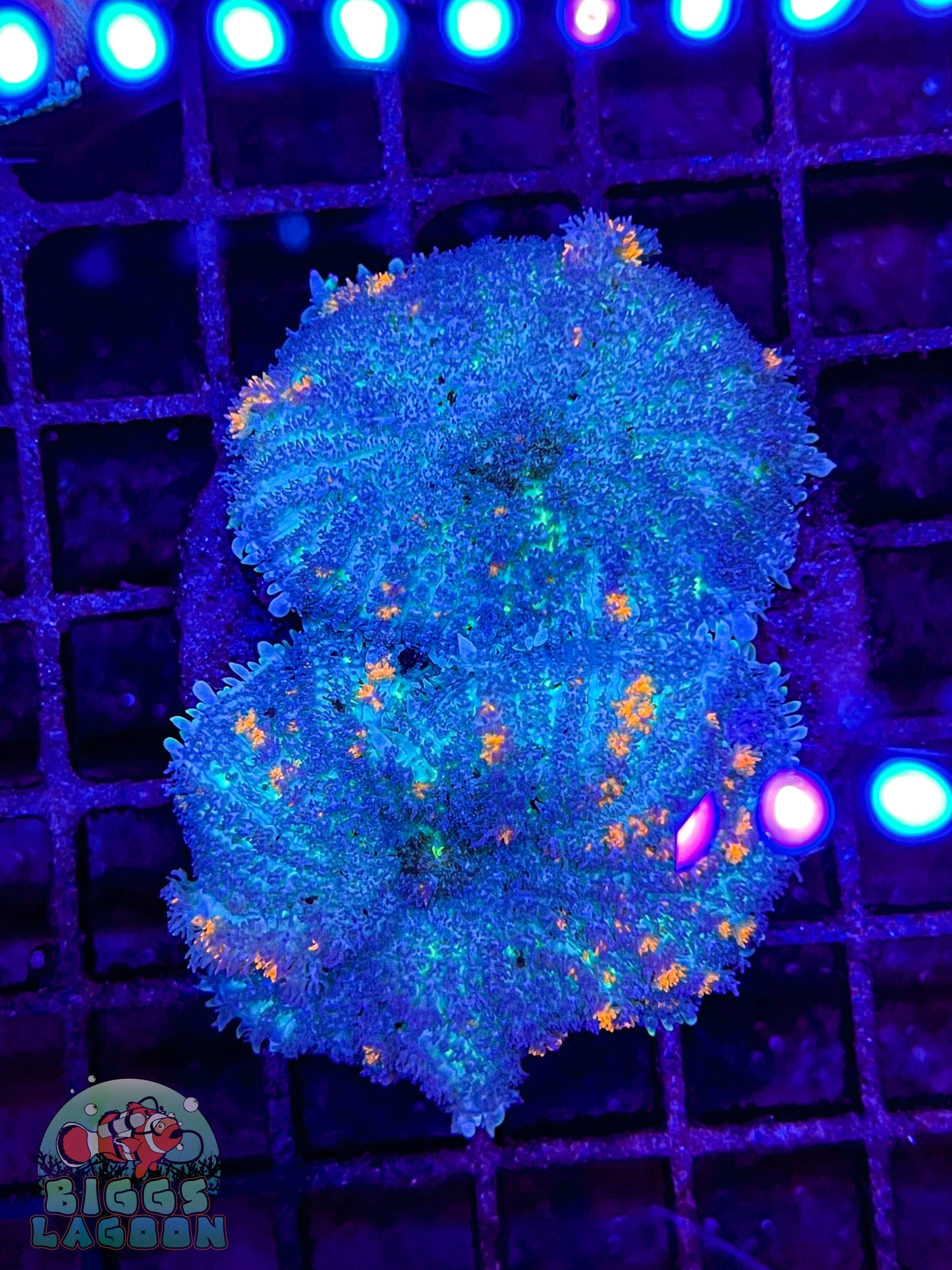 Sold Bounce Indo Mushroom