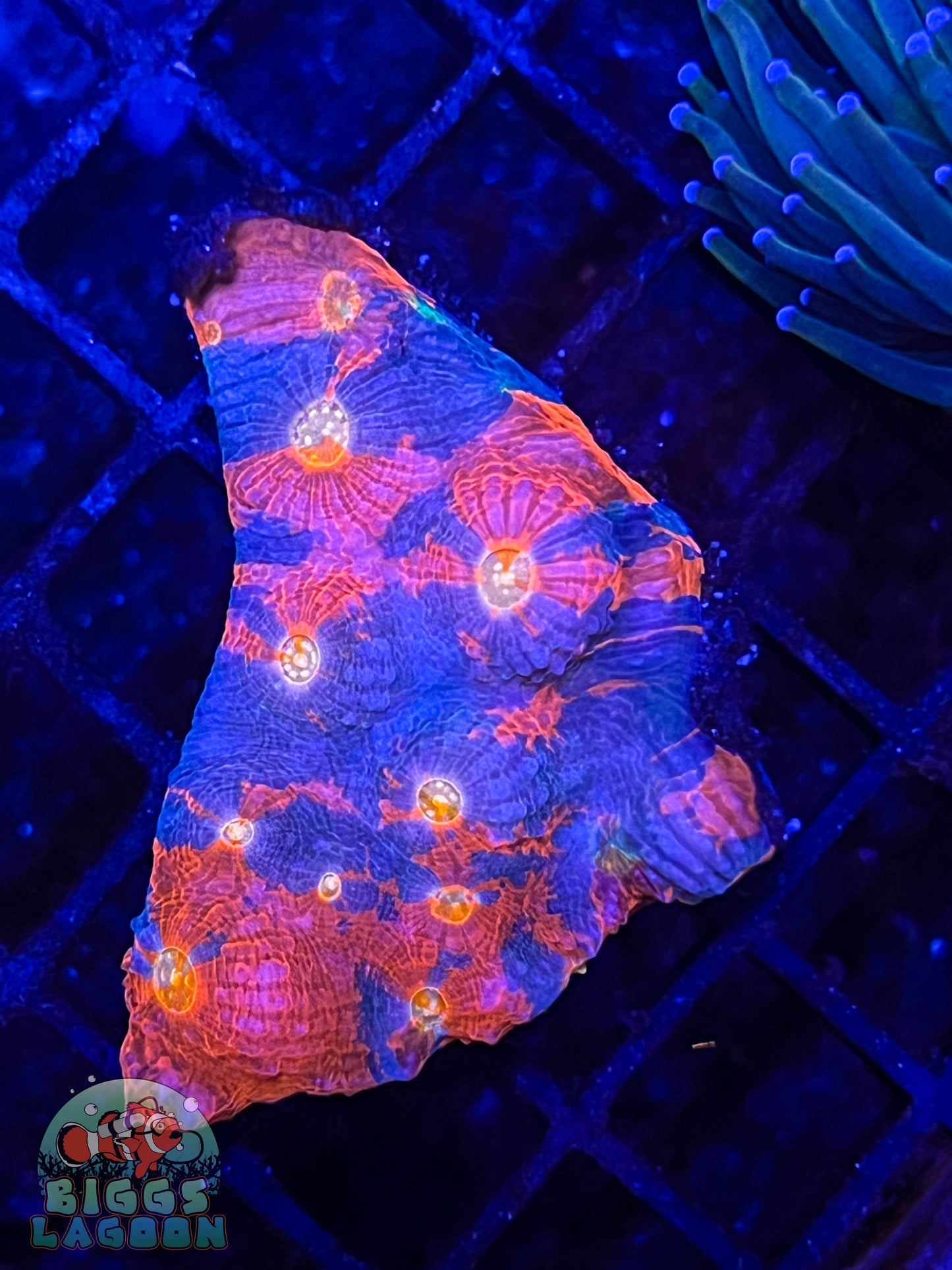 Sold!!! Rainbow Chalice