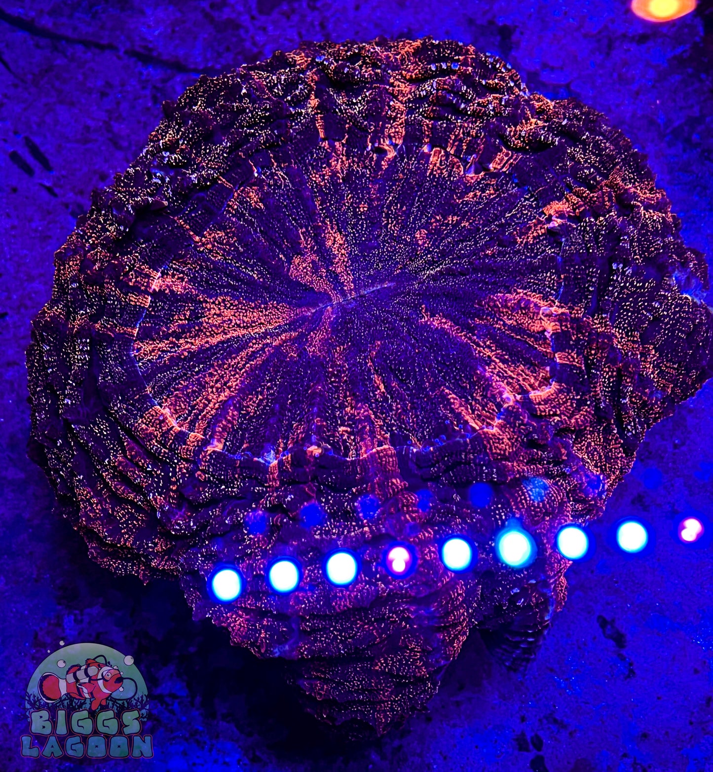 Sold Black Glitter Acantho XXL