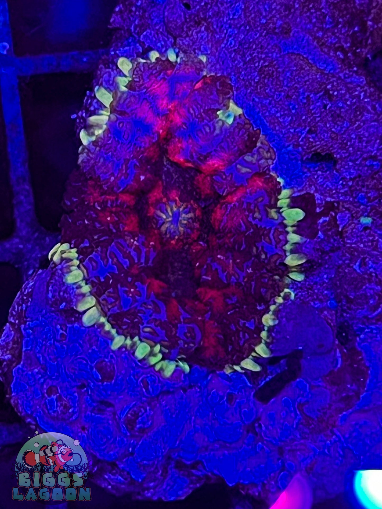 Sold!!!! Indo Pin Cushion Mushroom