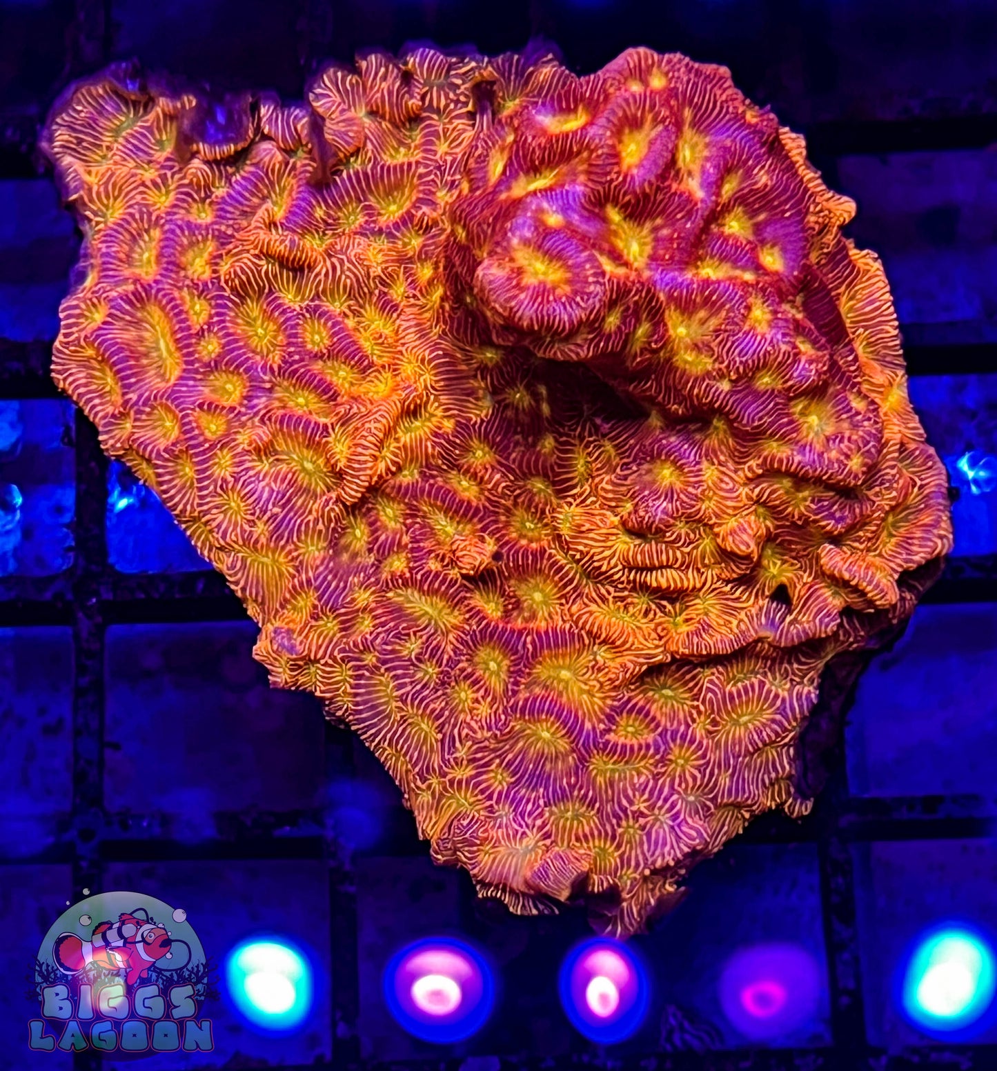 Sold Jack-o-Lantern Lepto Mini Colony