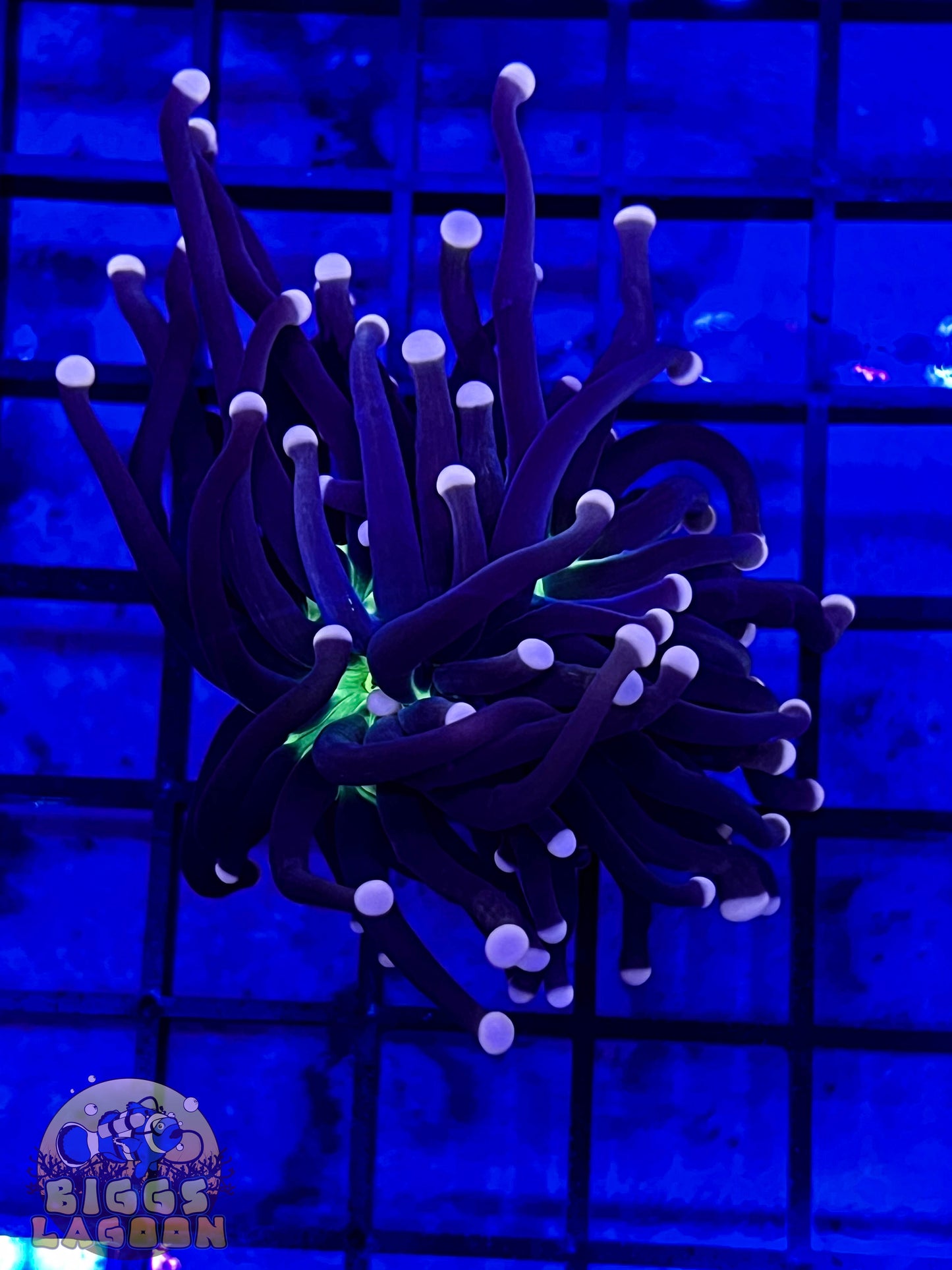 Sold!!! Pink Tip Green Mouth Single Head Torch