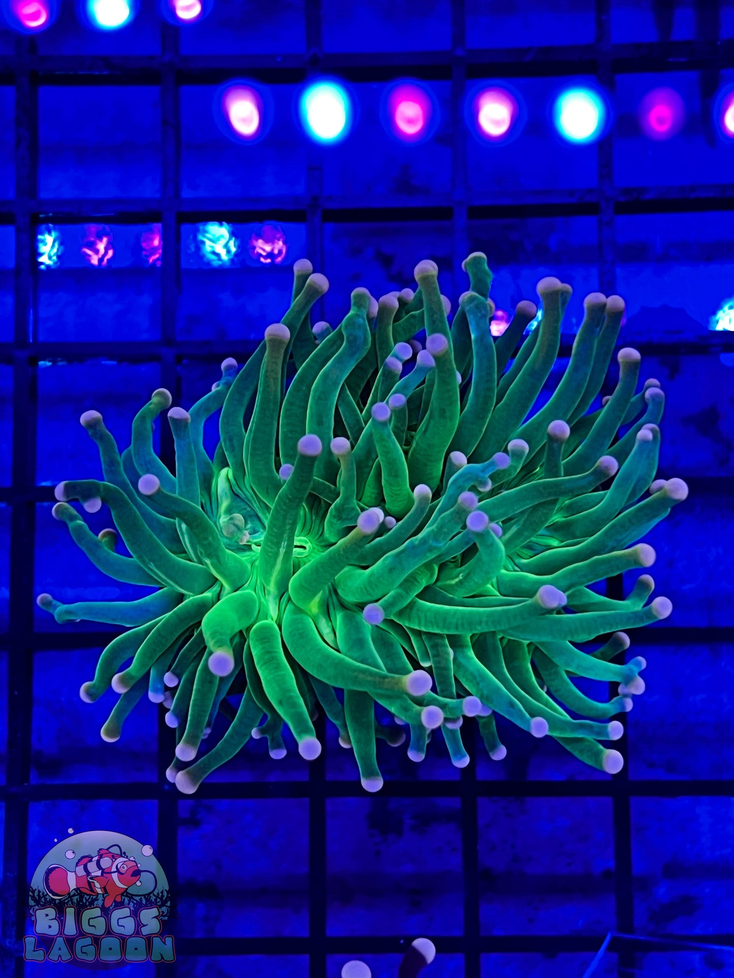 Sold!!! Multi Color Tip Green Torch