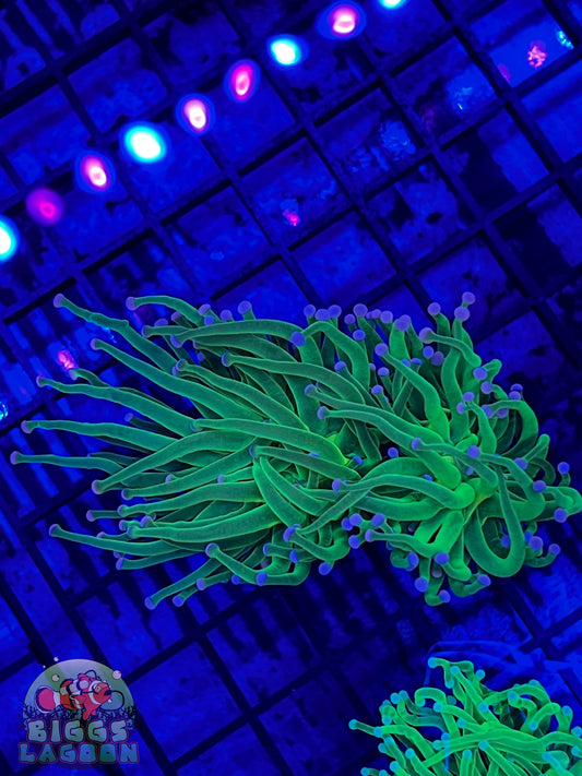 Sold!!!! Blue Tip Green Torch 2 Heads