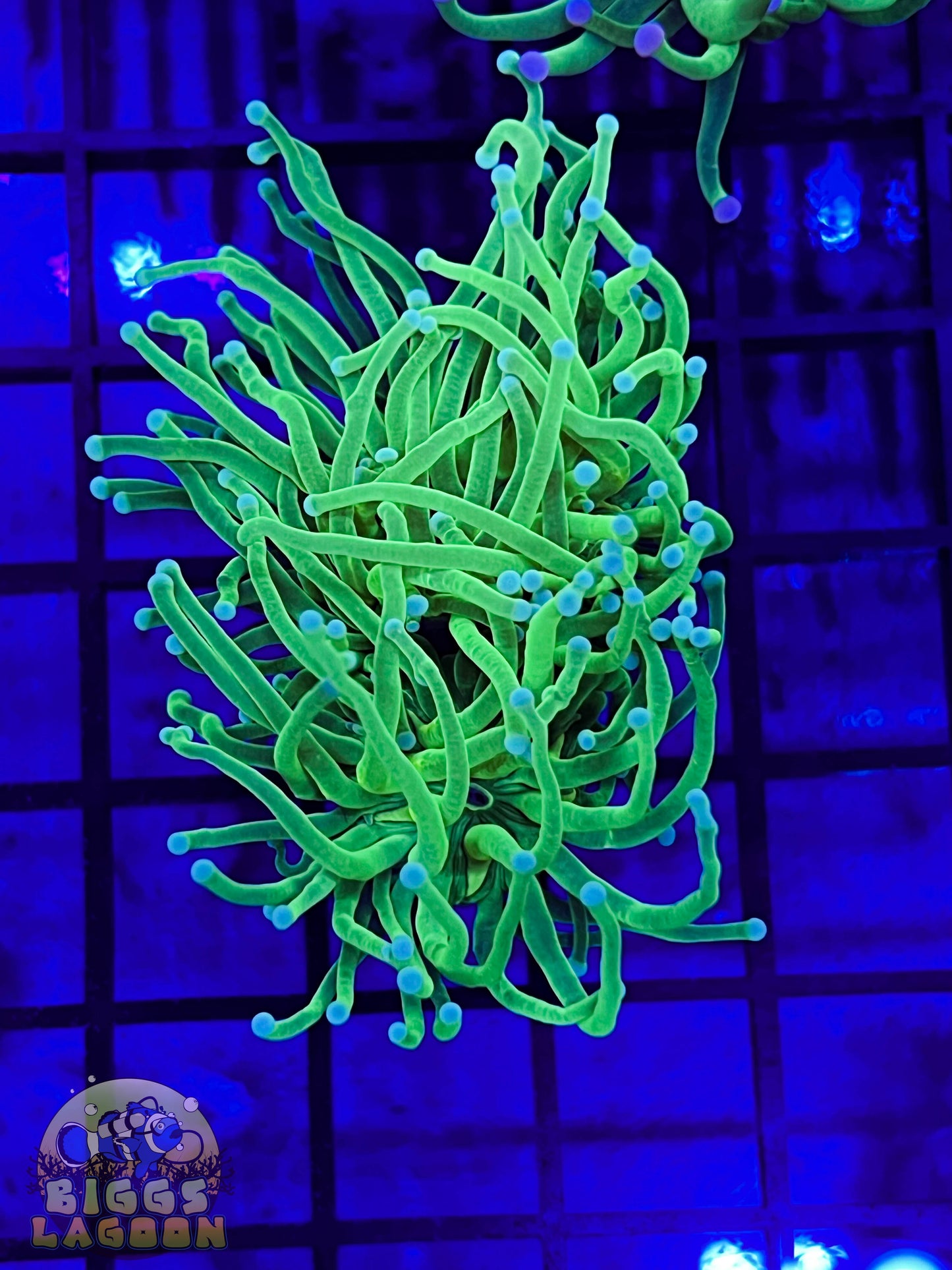 Sold!!! Green With Light Blue Tip Torch