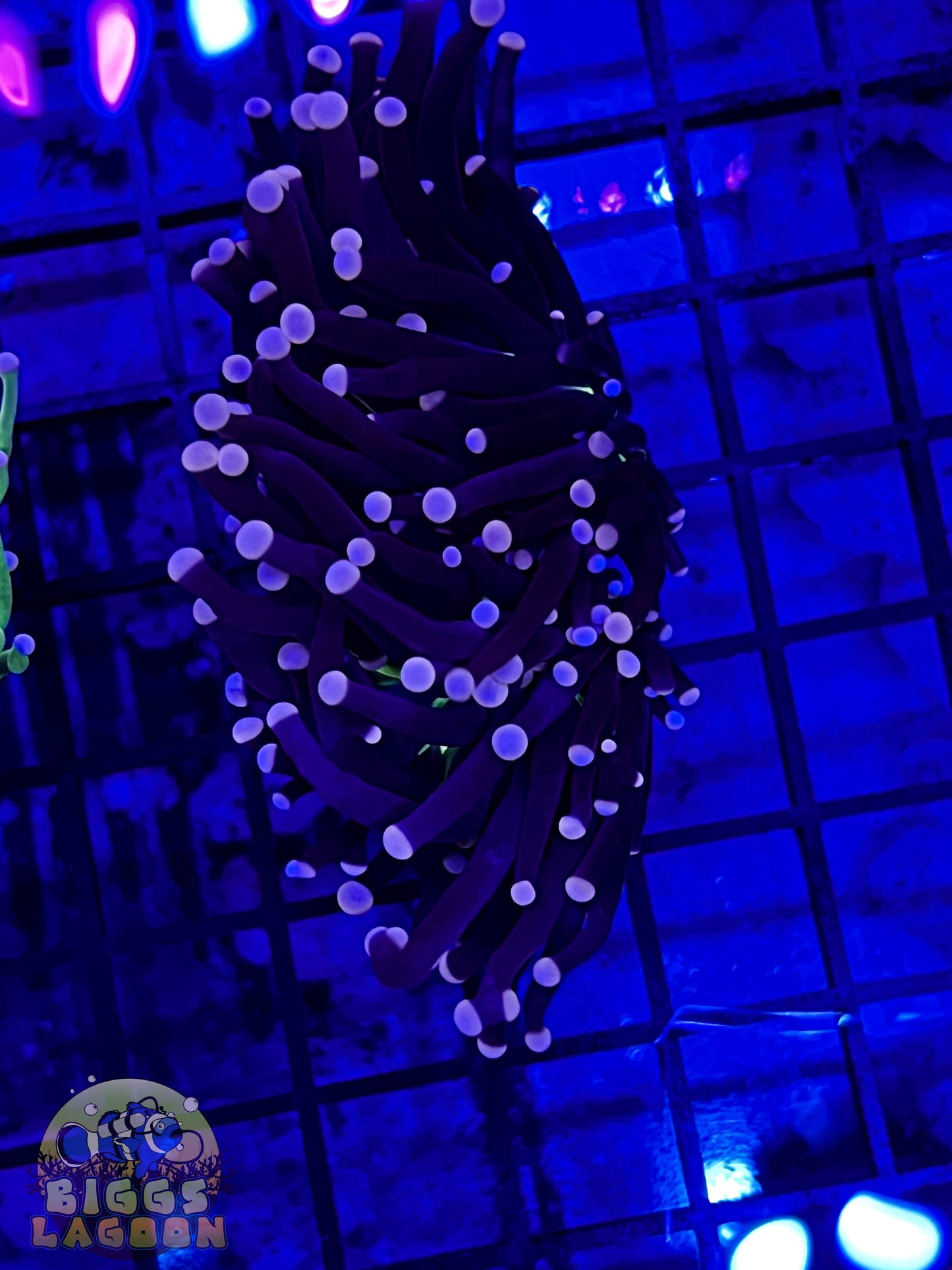 Sold!!!! Pink Tip Green Mouth Torch 2 Heads