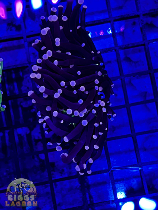 Sold!!!! Pink Tip Green Mouth Torch 2 Heads