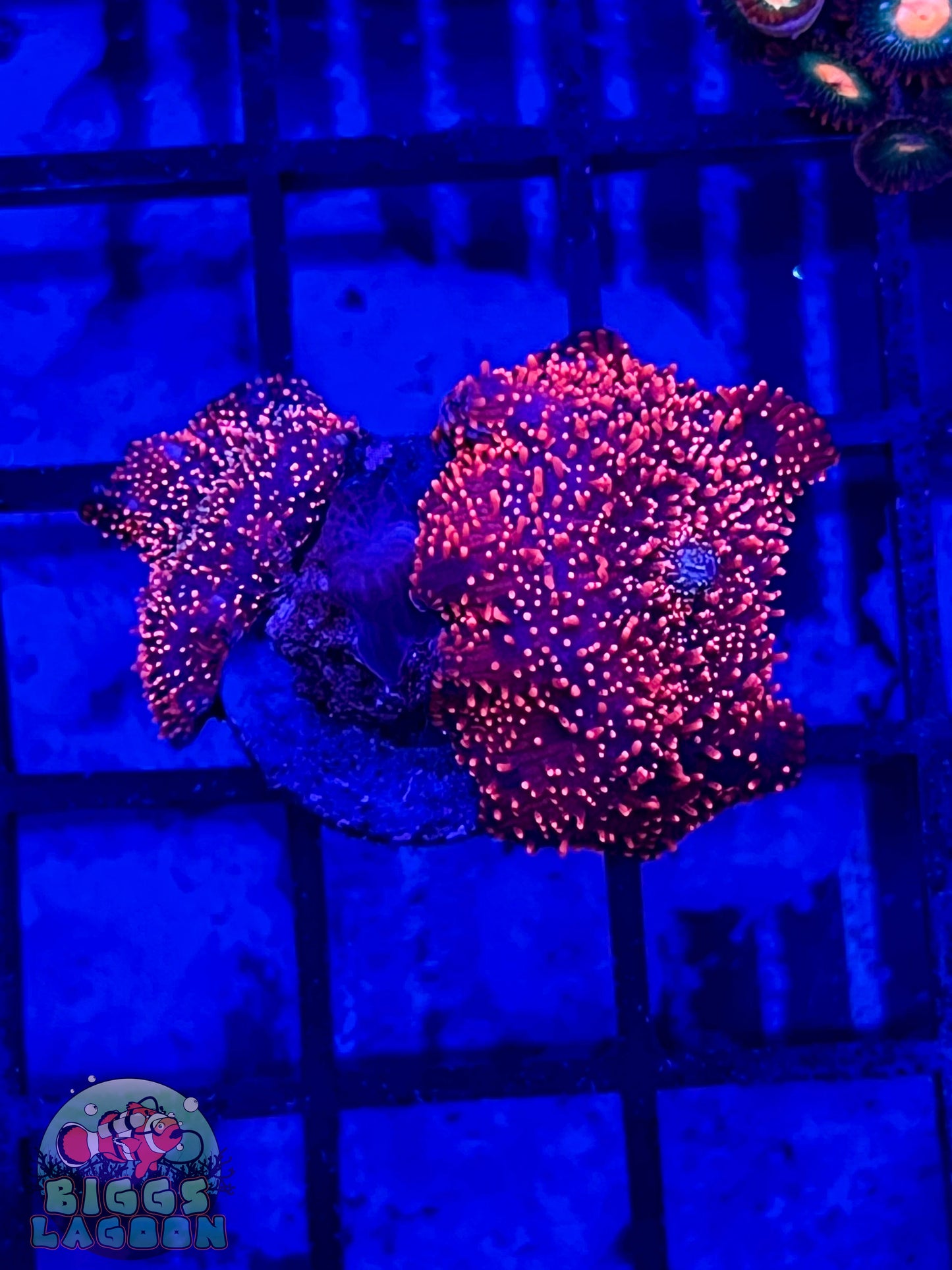 Sold!!! Pink Interstellar Disco Mushroom x2