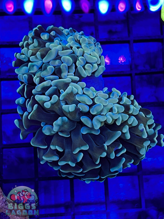 Sold!!!!! Branching Mint Colored Hammer 2 Heads