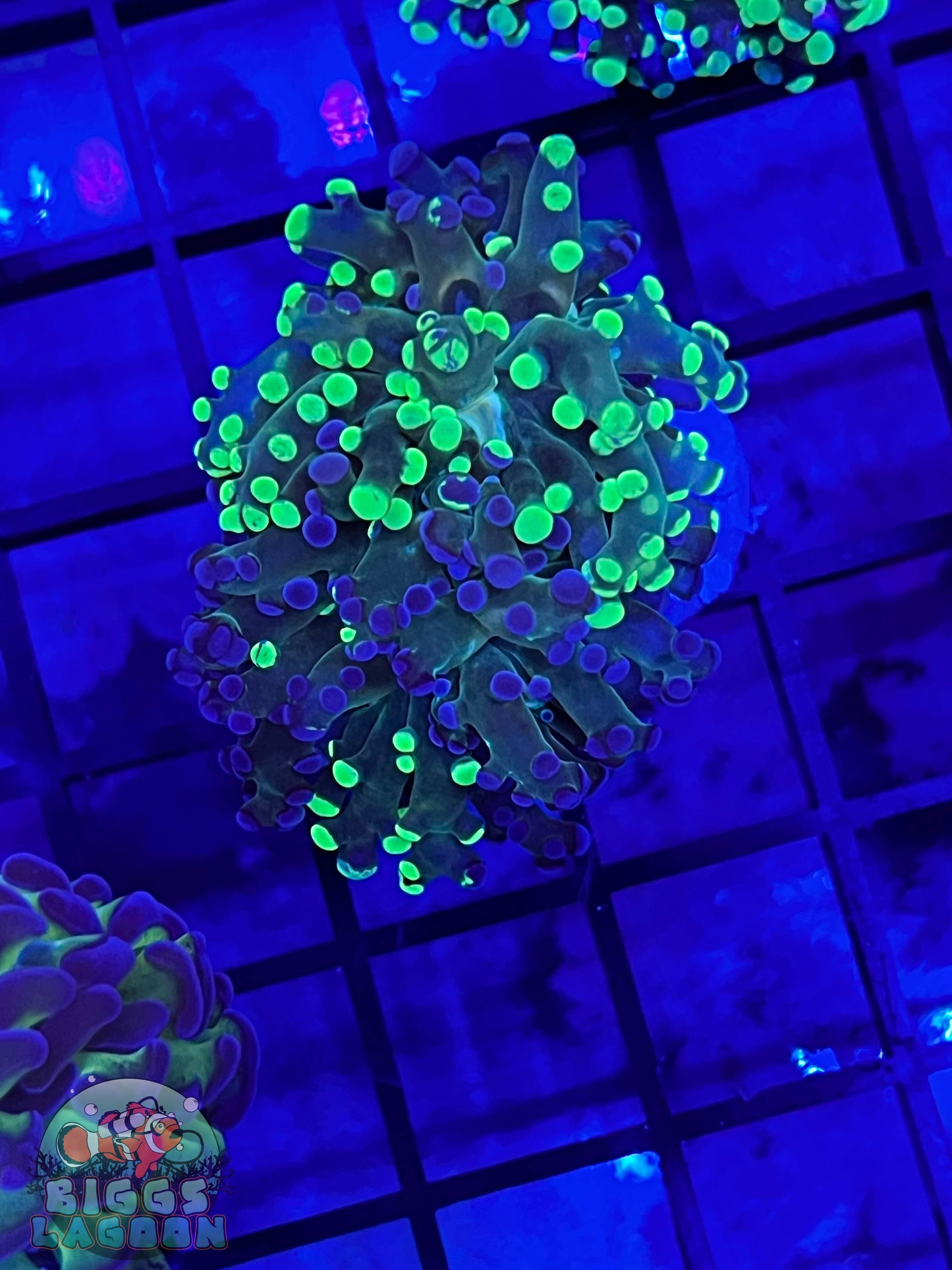 Sold!!! Multi Colored Frogspawn