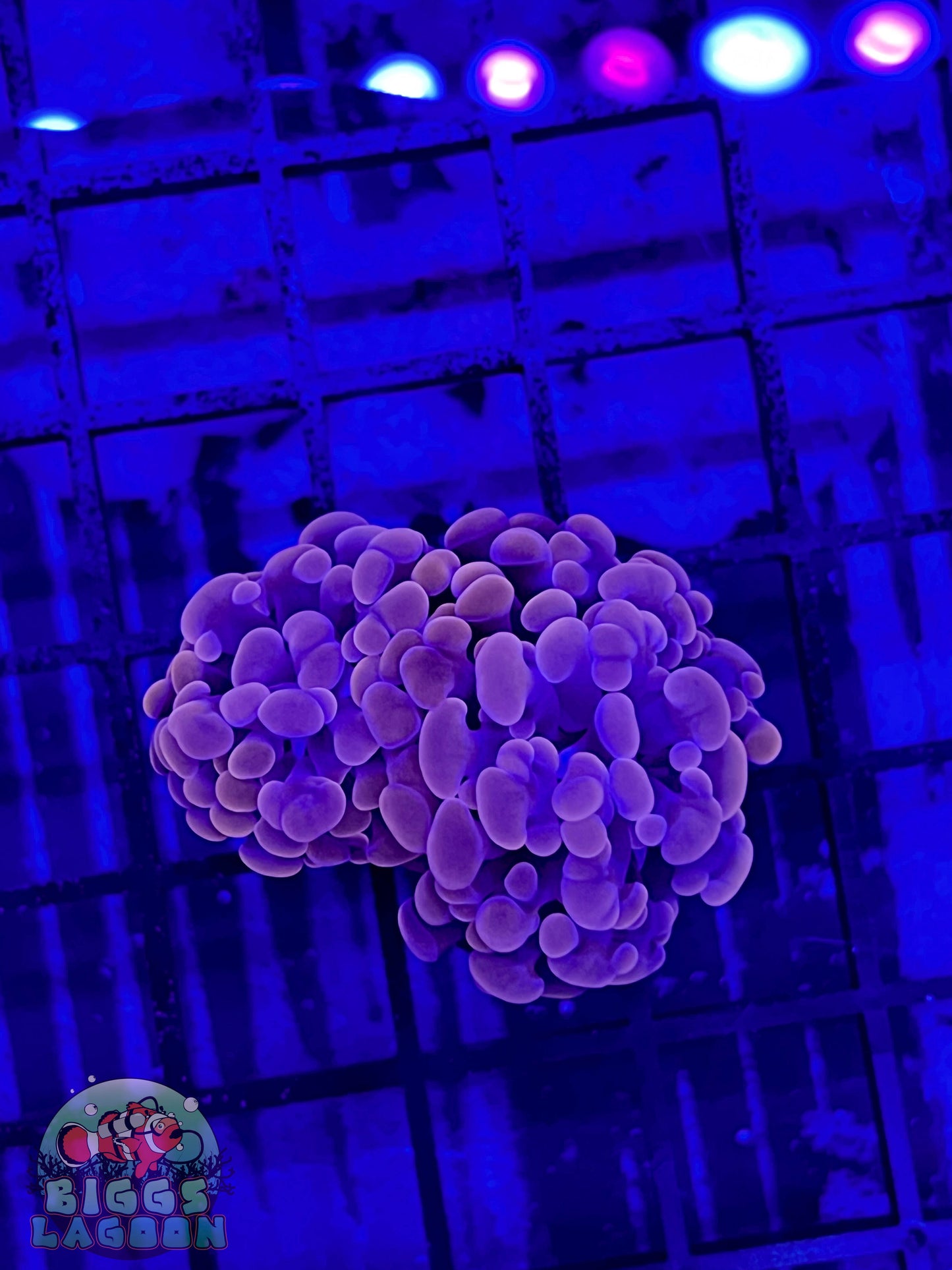 Sold!!!!! Rose Colored Indo Hammer 2 Heads